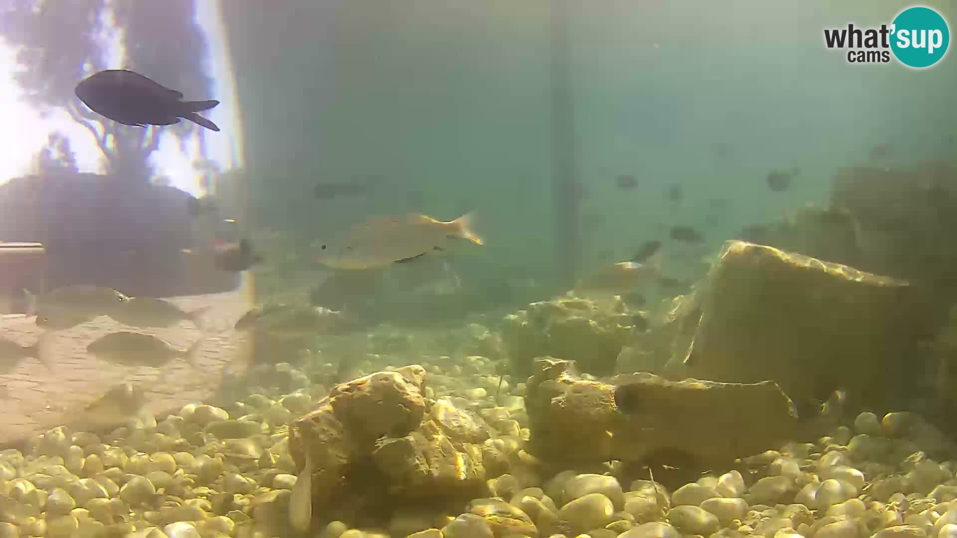 Aquario marino esterno –  Rogoznica livecam Croazia