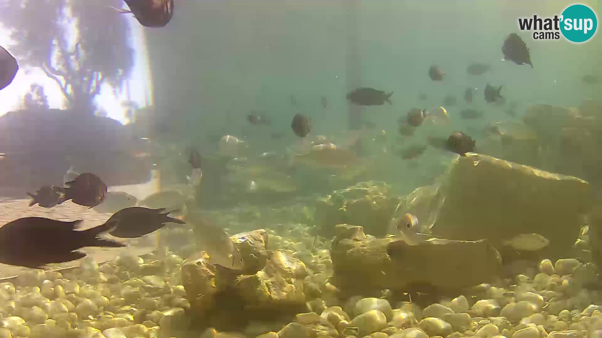 Webcam de l’aquarium marin extérieur de Rogoznica Croatie