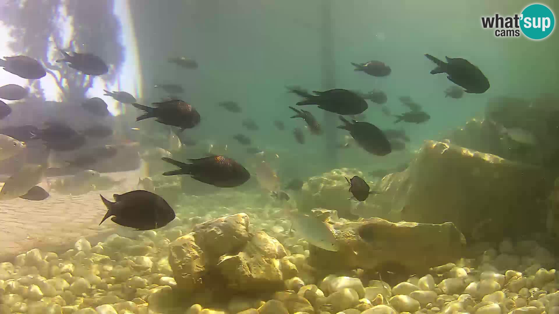 Outdoor Marine Aquarium Rogoznica webcam Croatia