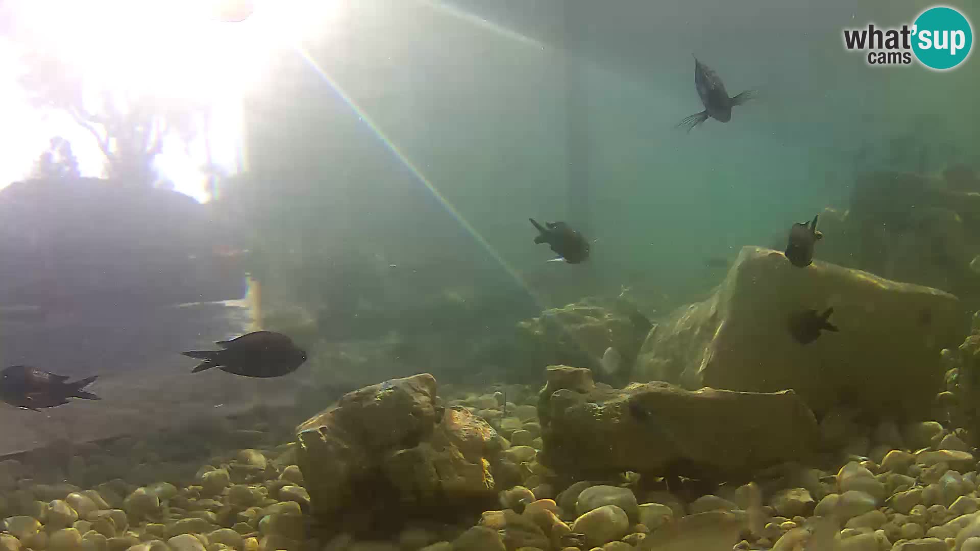 Marine Aquarium im Freien Rogoznica webcam Kroatien