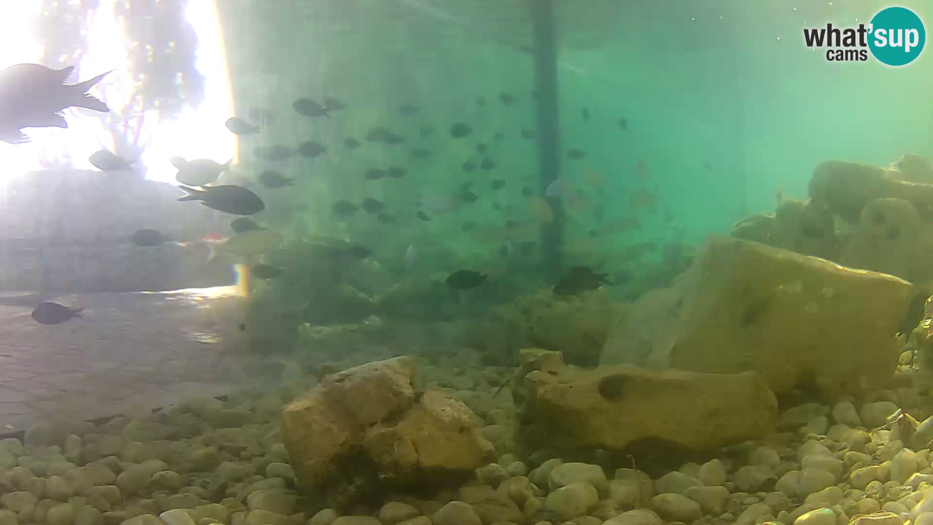 Zunanji morski akvarij Rogoznica spletna kamera Hrvaška