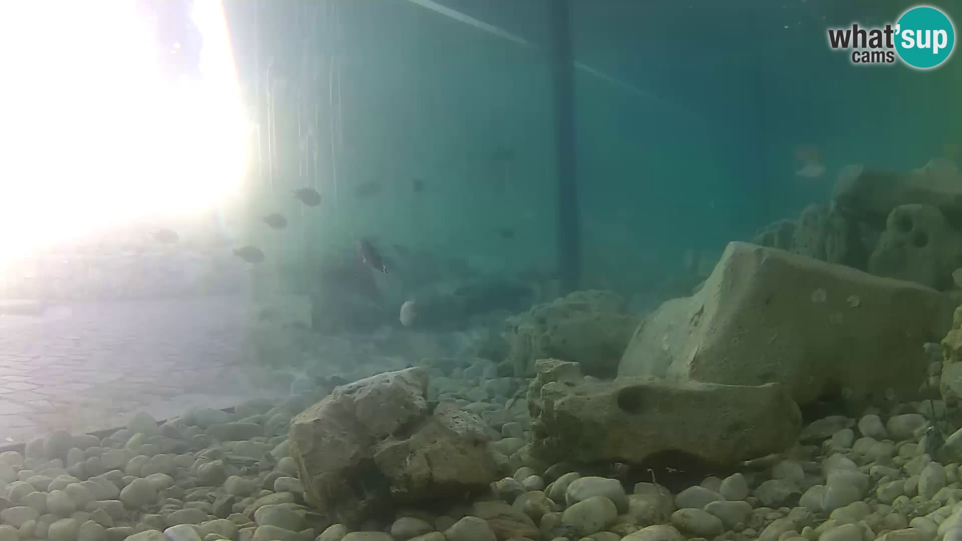 Outdoor Marine Aquarium Rogoznica webcam Croatia