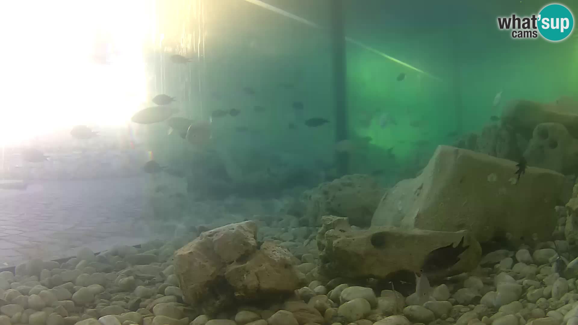 Webcam de l’aquarium marin extérieur de Rogoznica Croatie