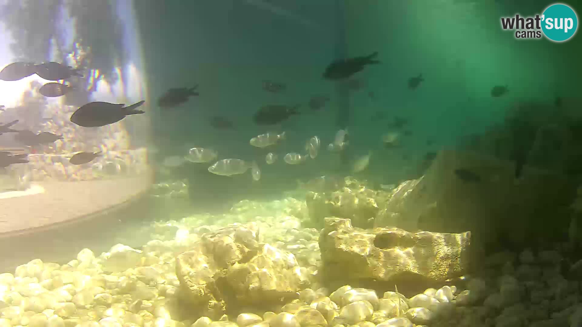 Outdoor Marine Aquarium Rogoznica webcam Croatia