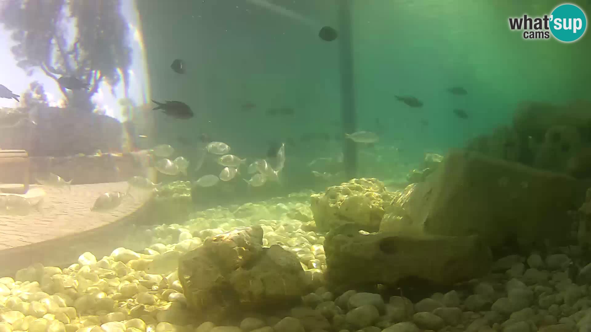 Outdoor Marine Aquarium Rogoznica webcam Croatia