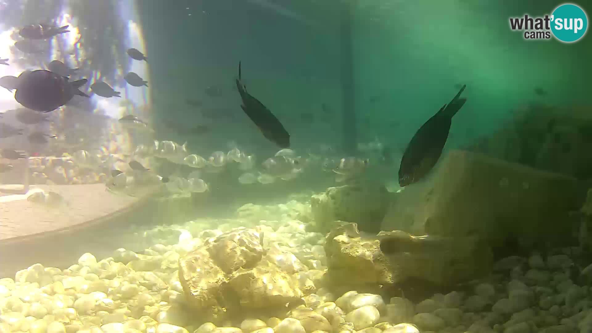 Aquario marino esterno –  Rogoznica livecam Croazia