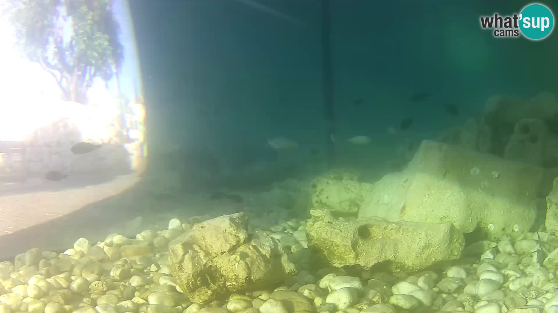 Zunanji morski akvarij Rogoznica spletna kamera Hrvaška