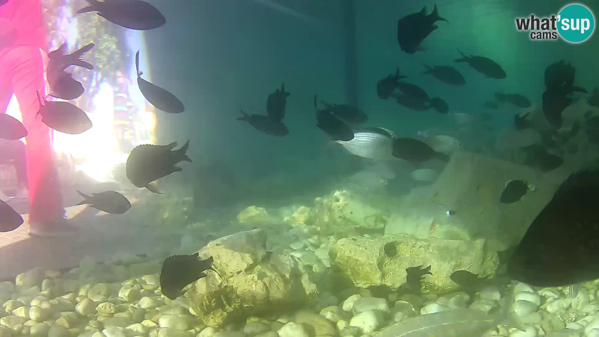 Zunanji morski akvarij Rogoznica spletna kamera Hrvaška