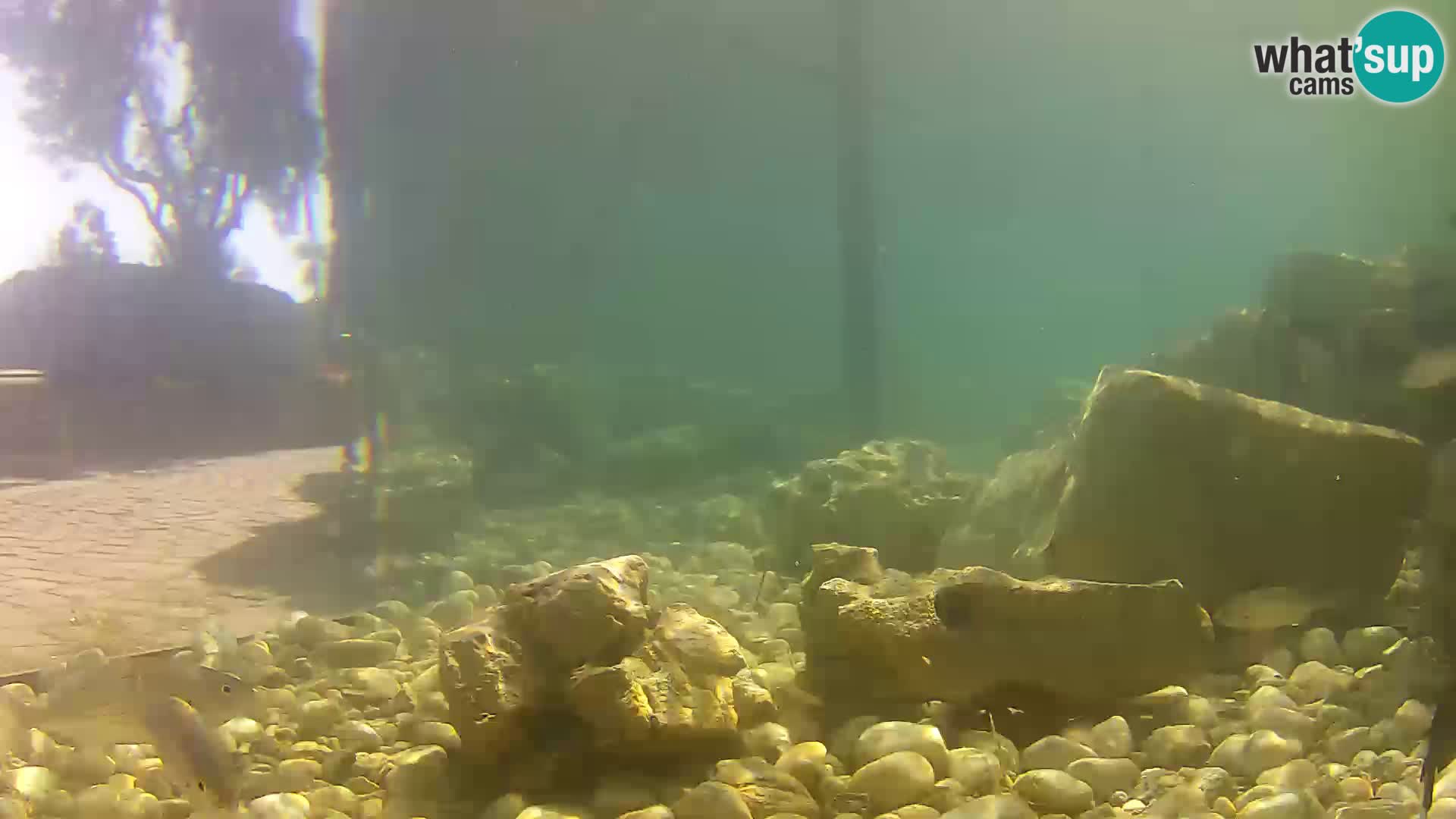 Zunanji morski akvarij Rogoznica spletna kamera Hrvaška