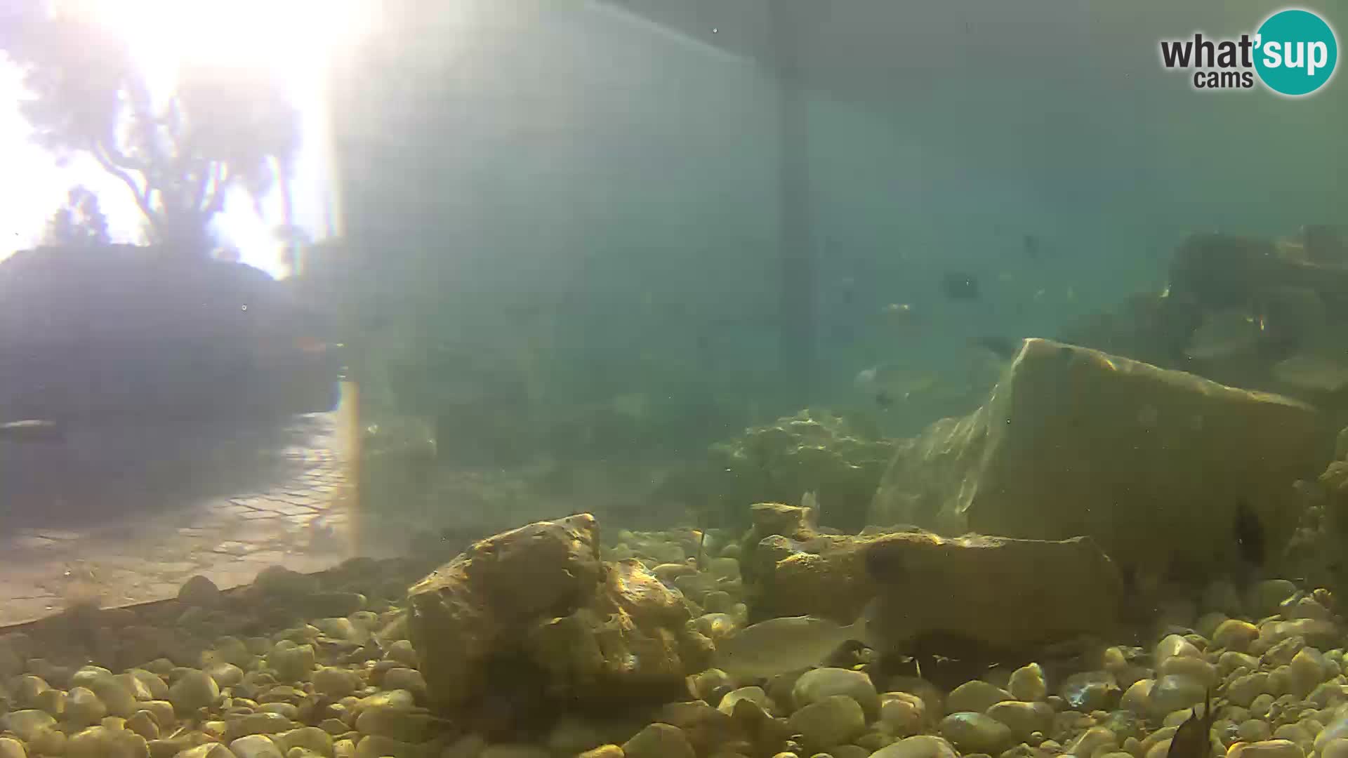Outdoor Marine Aquarium Rogoznica webcam Croatia