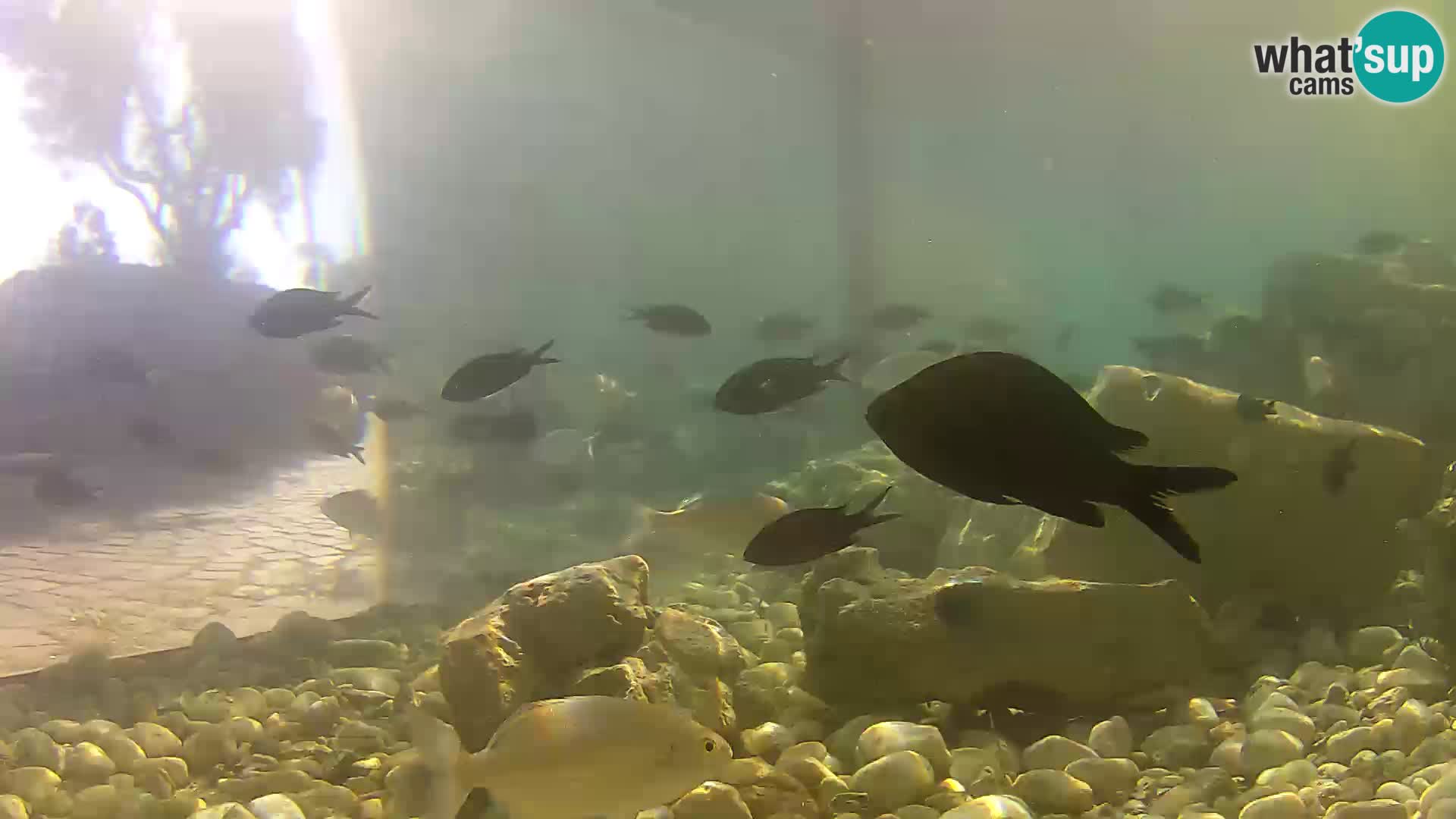 Aquario marino esterno –  Rogoznica livecam Croazia
