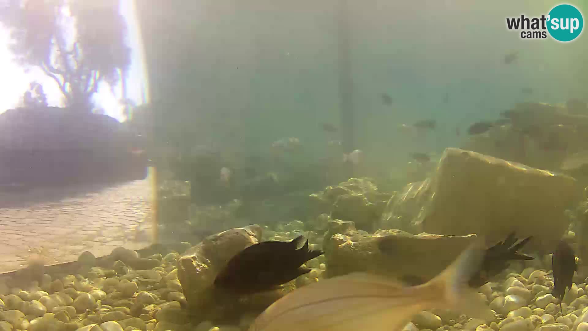 Aquario marino esterno –  Rogoznica livecam Croazia