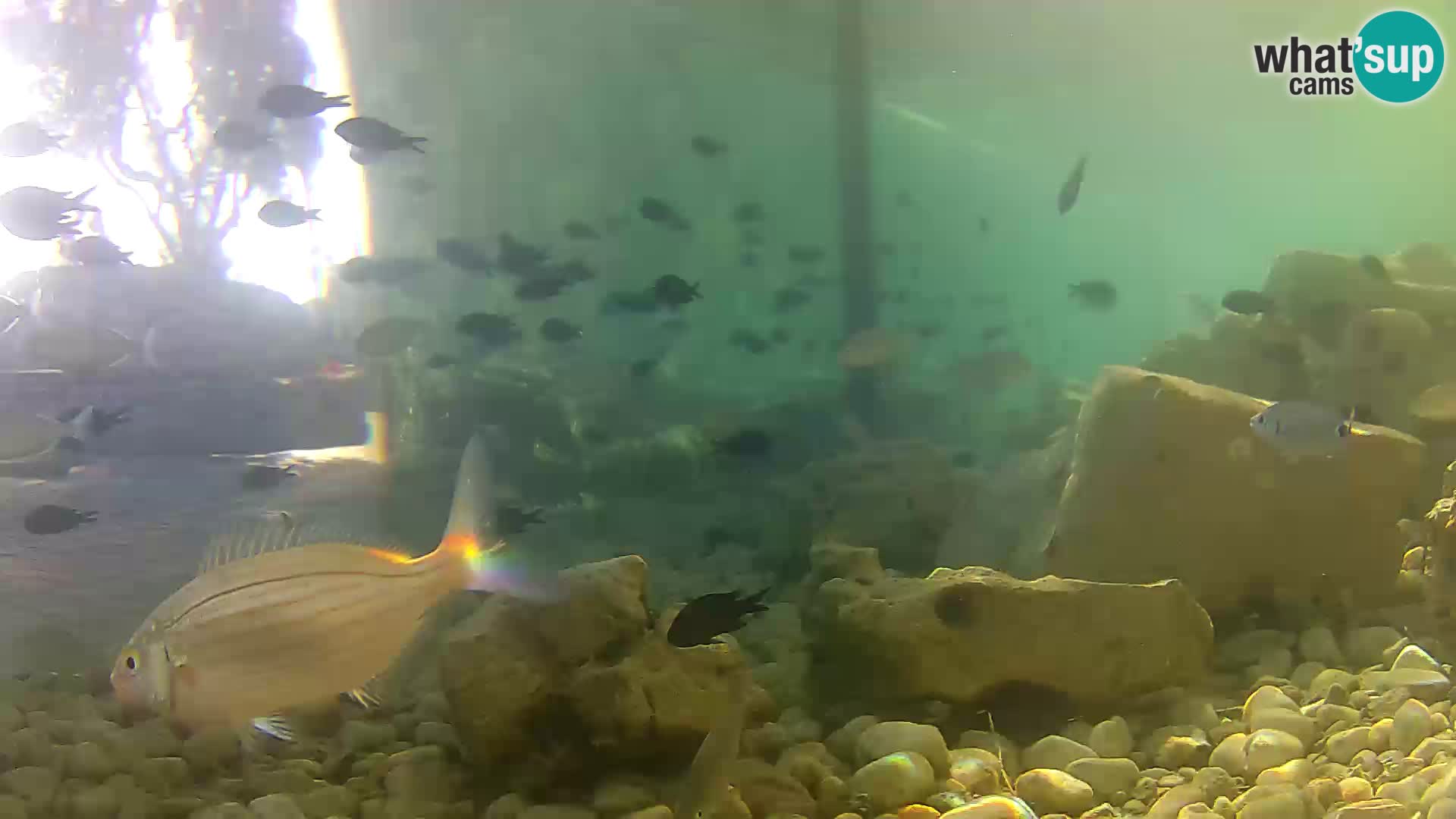 Outdoor Marine Aquarium Rogoznica webcam Croatia