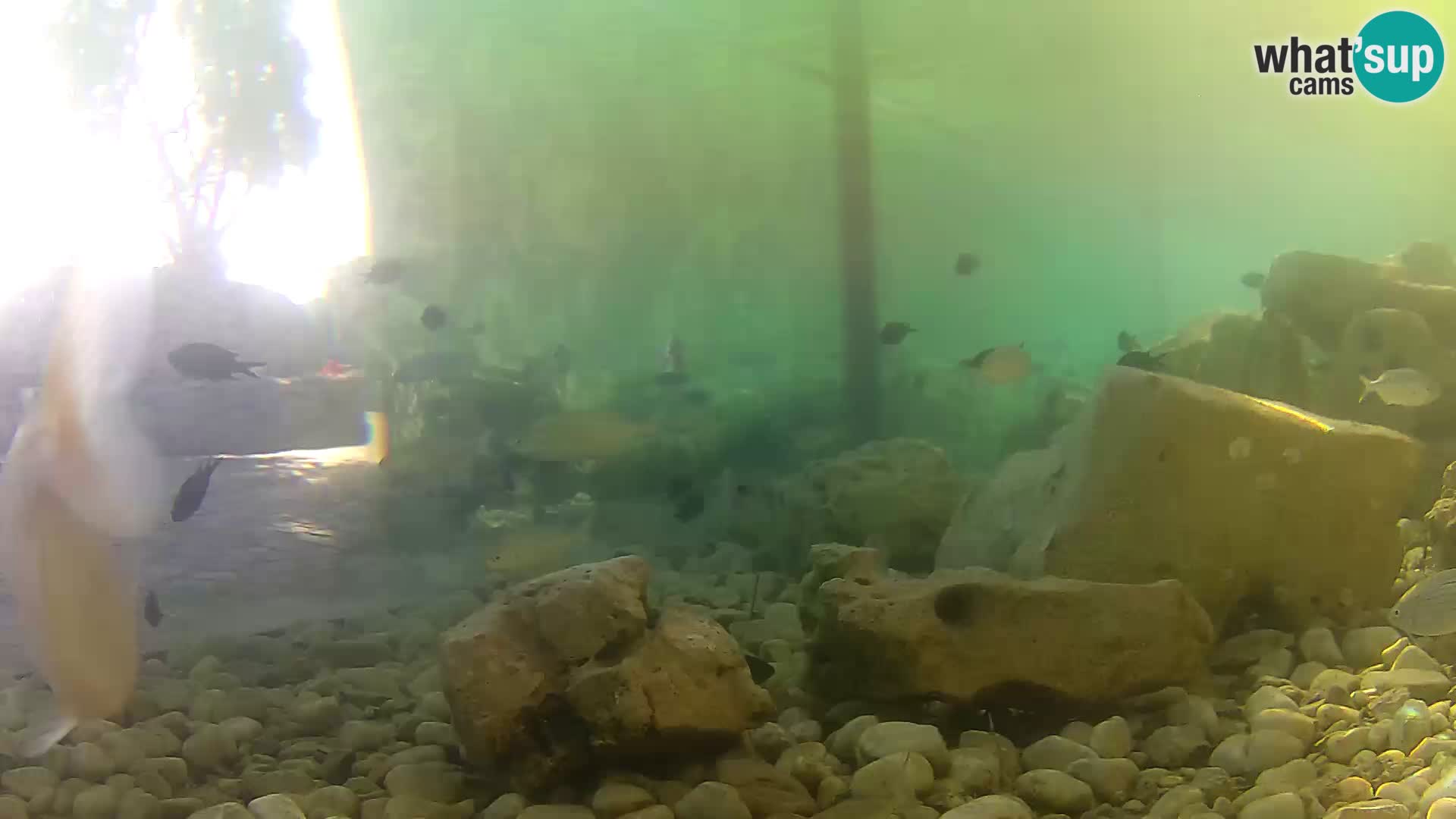 Marine Aquarium im Freien Rogoznica webcam Kroatien