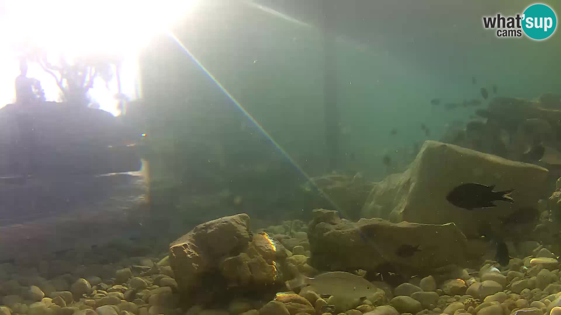 Aquario marino esterno –  Rogoznica livecam Croazia