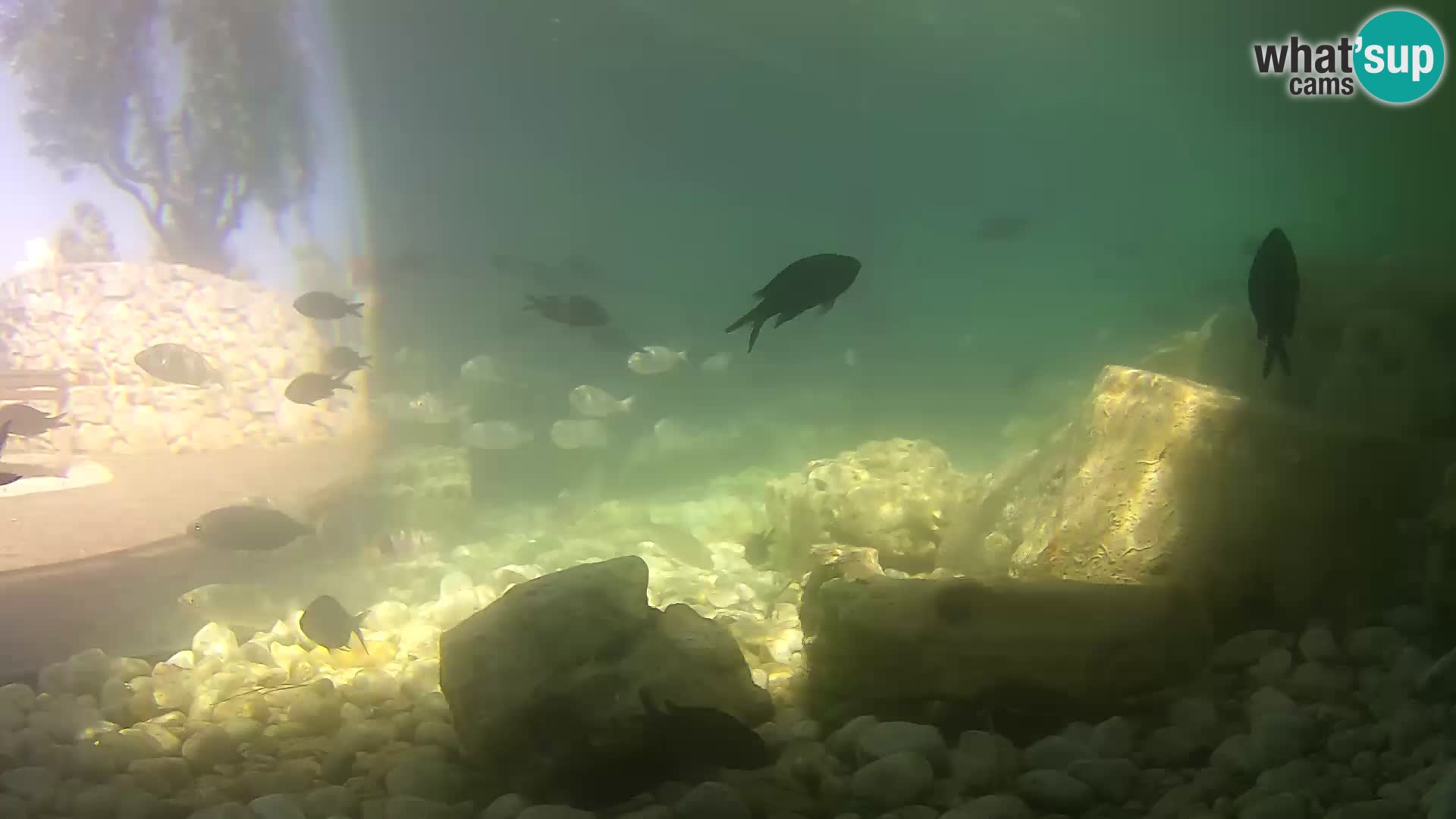 Marine Aquarium im Freien Rogoznica webcam Kroatien