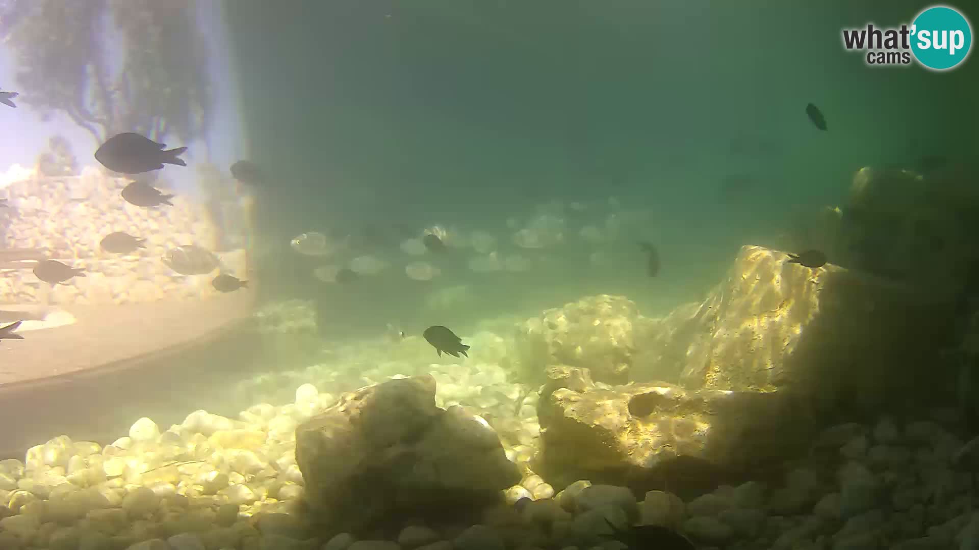 Aquario marino esterno –  Rogoznica livecam Croazia