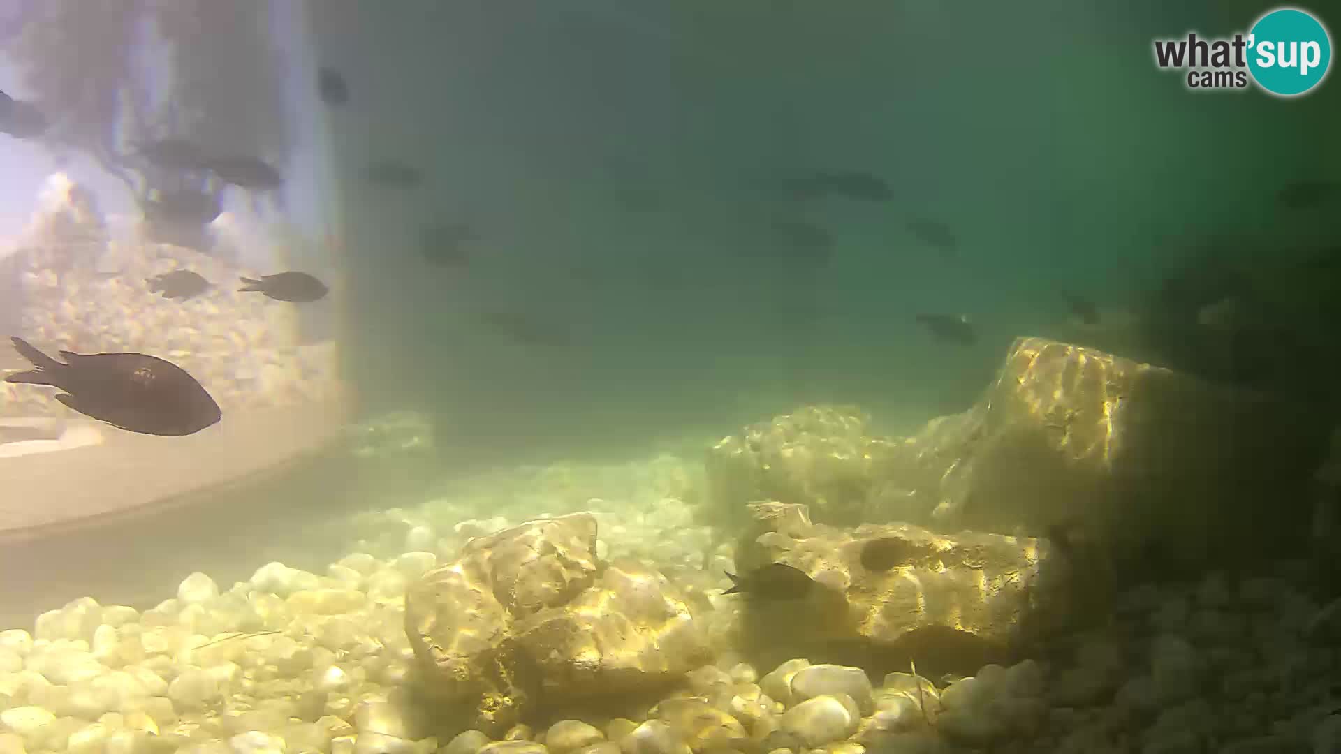Outdoor Marine Aquarium Rogoznica webcam Croatia