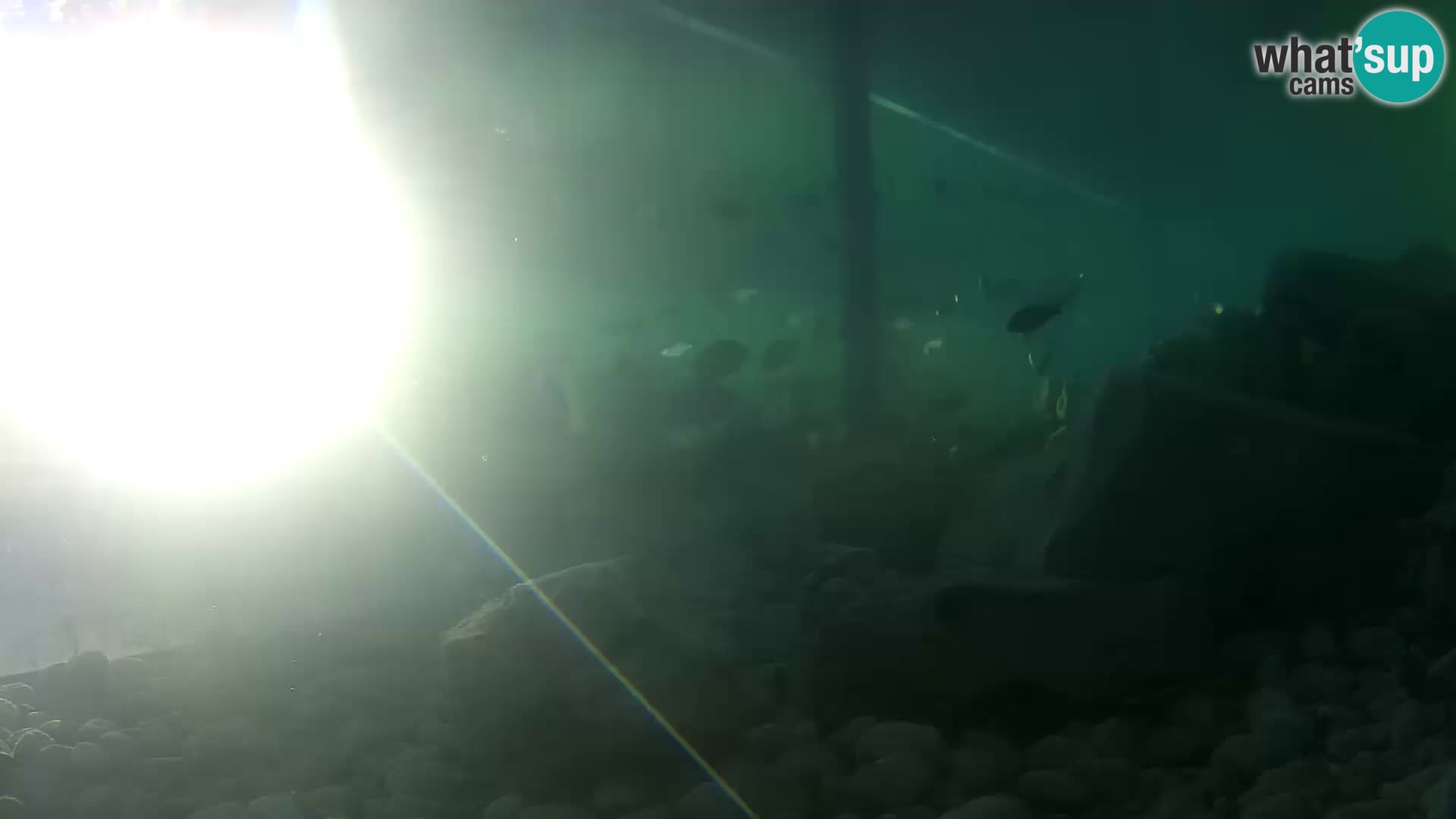 Acuario marino al aire libre Rogoznica webcam Croacia