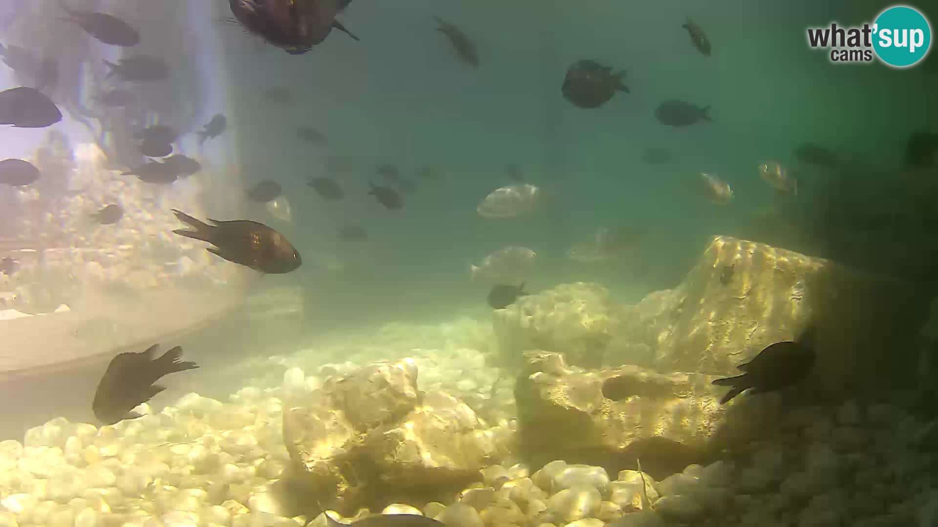 Aquario marino esterno –  Rogoznica livecam Croazia