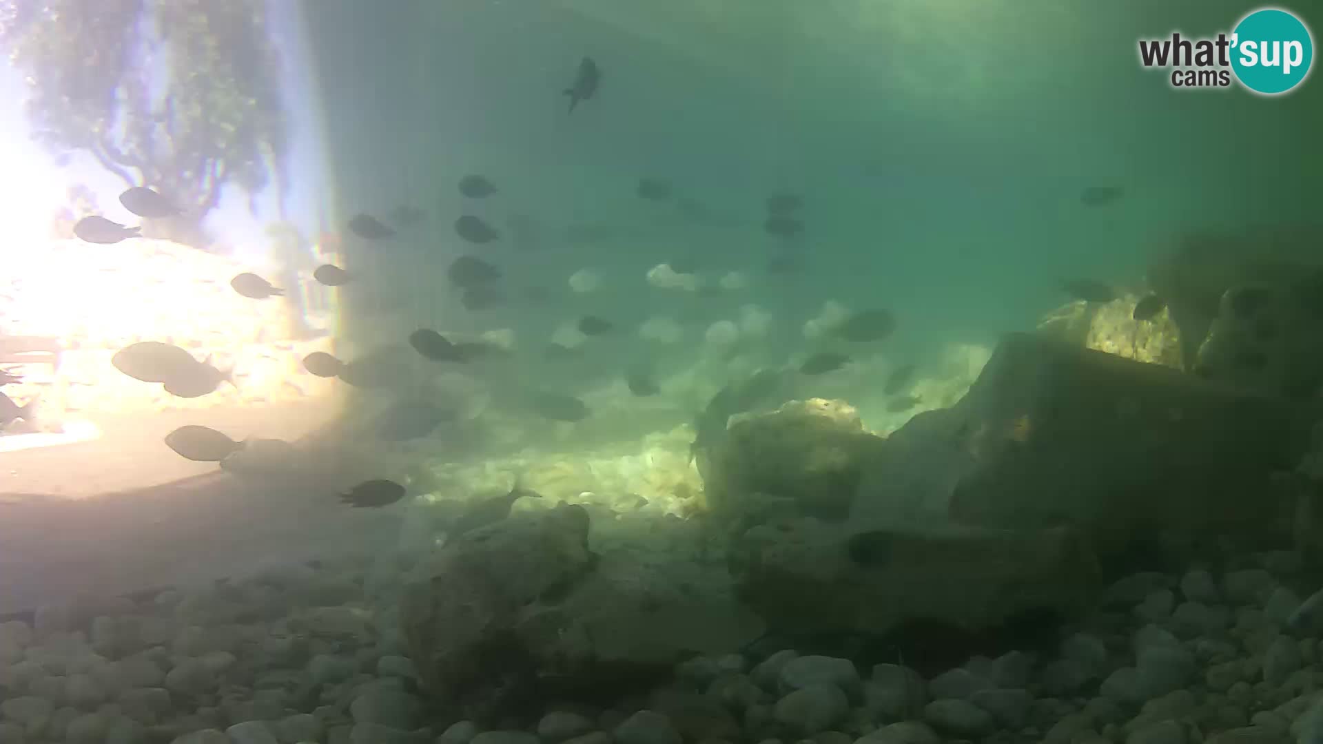Marine Aquarium im Freien Rogoznica webcam Kroatien