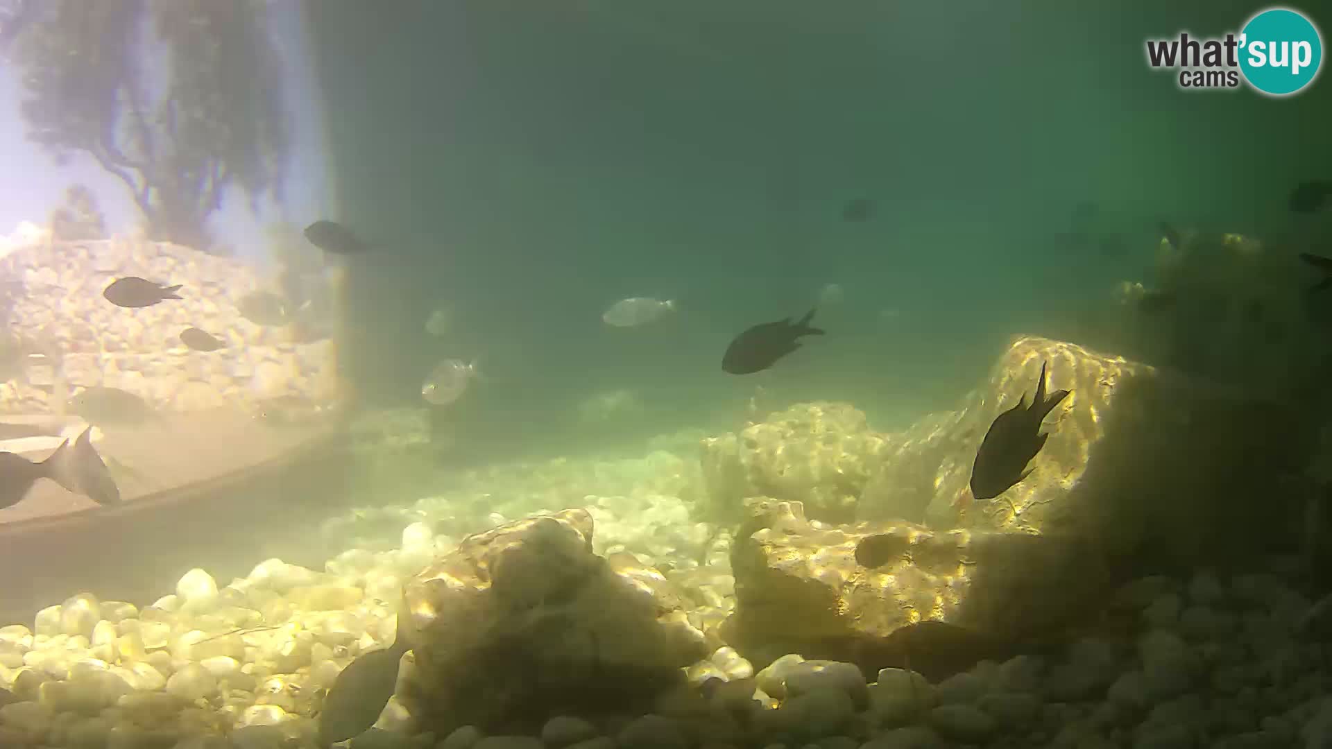 Webcam de l’aquarium marin extérieur de Rogoznica Croatie