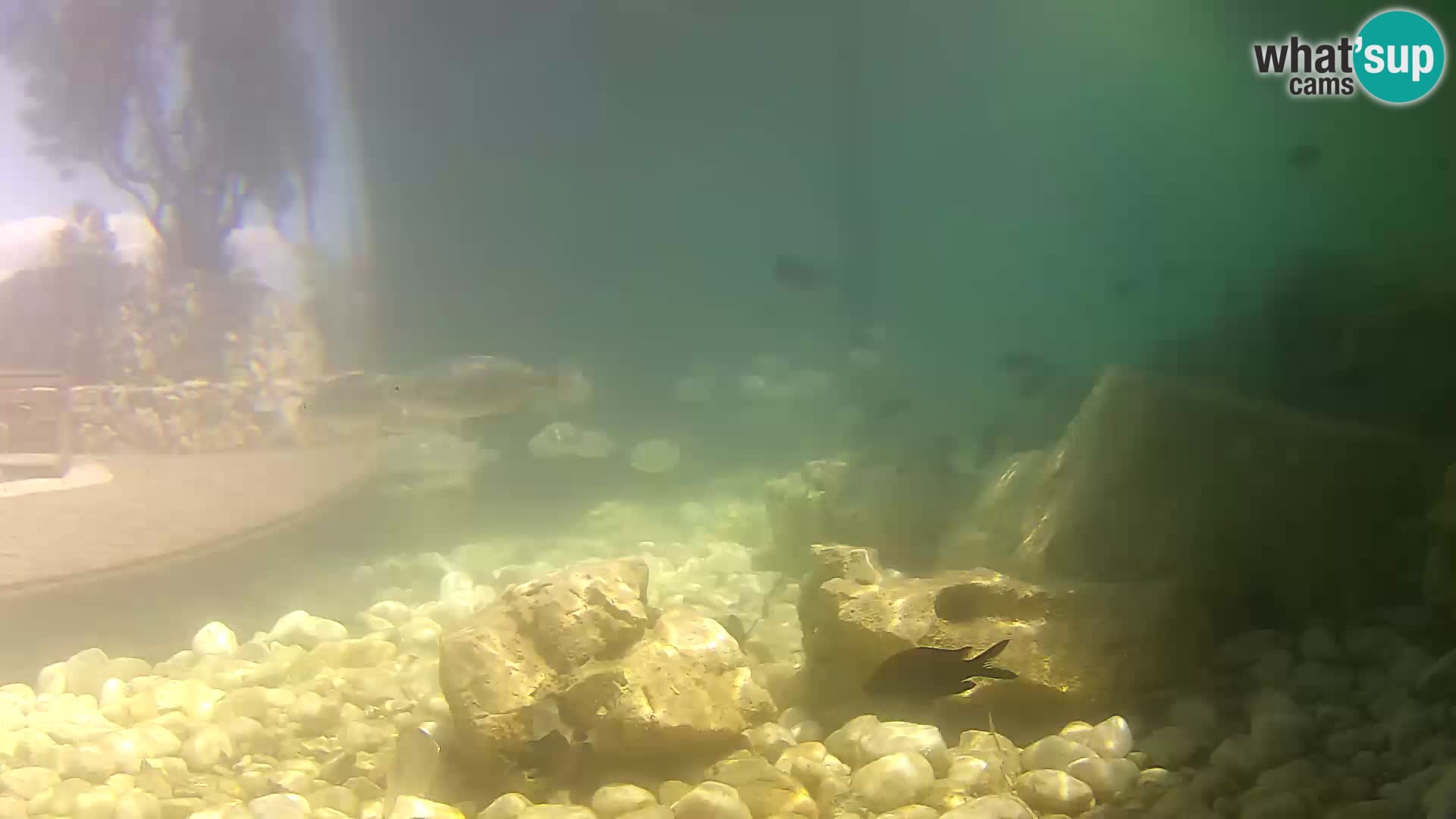 Acuario marino al aire libre Rogoznica webcam Croacia