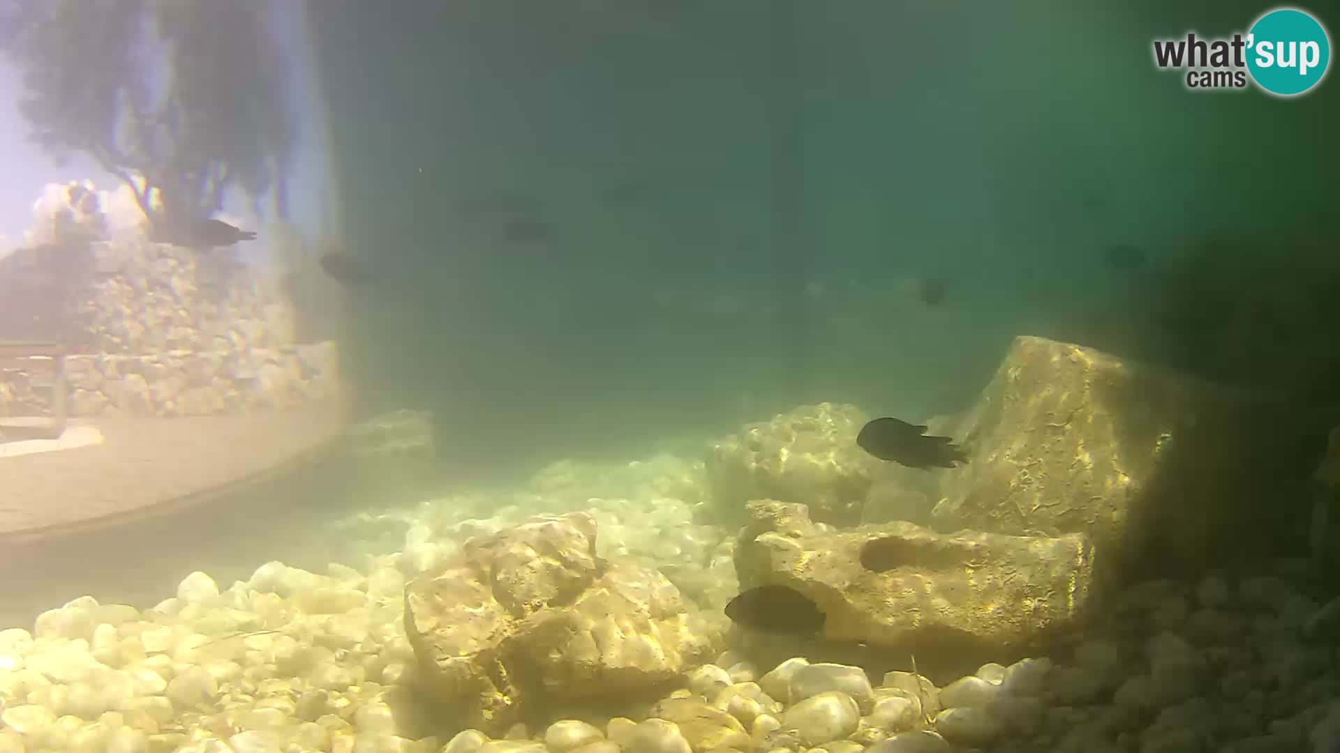 Webcam de l’aquarium marin extérieur de Rogoznica Croatie