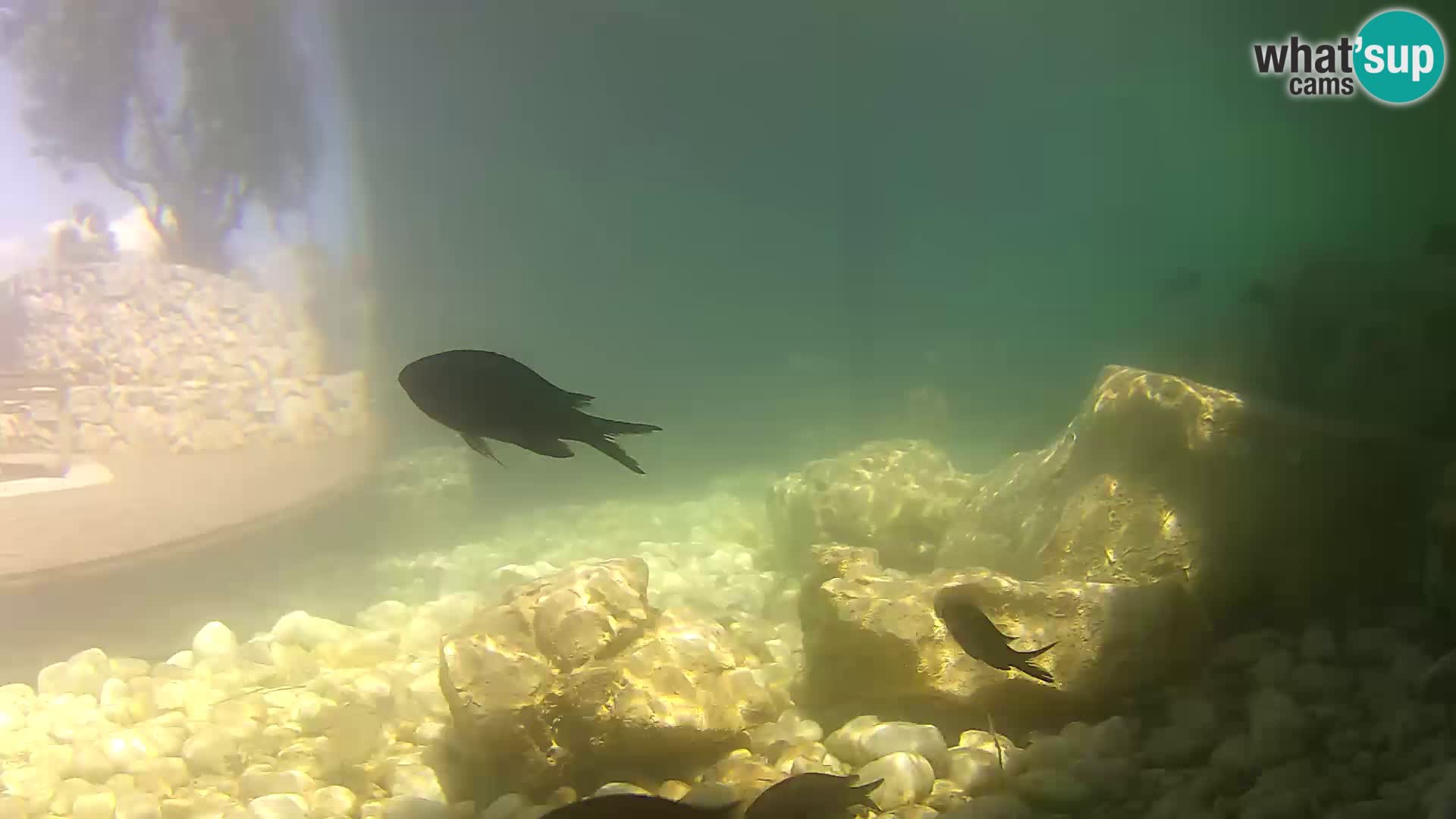 Outdoor Marine Aquarium Rogoznica webcam Croatia