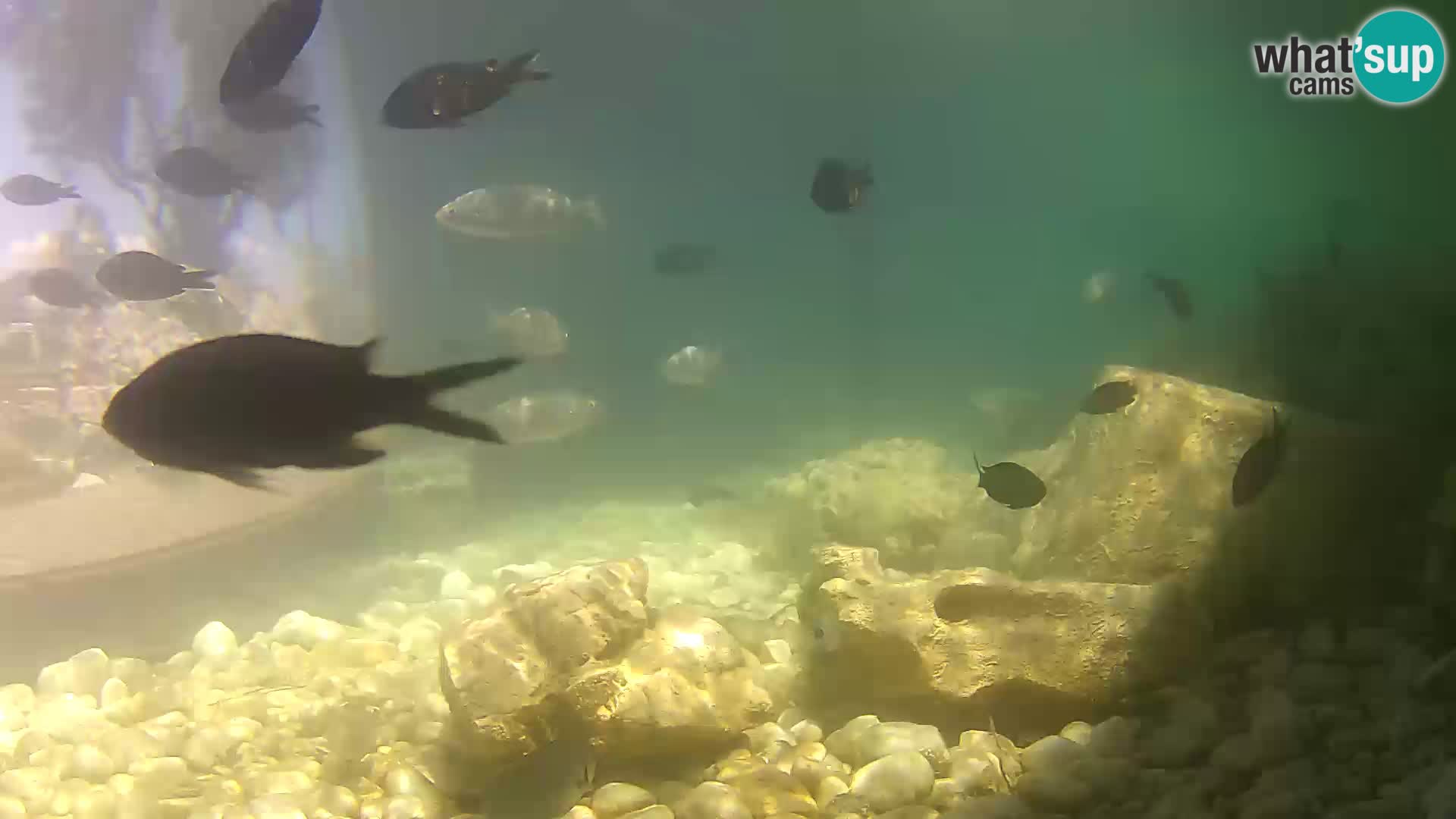 Outdoor Marine Aquarium Rogoznica webcam Croatia