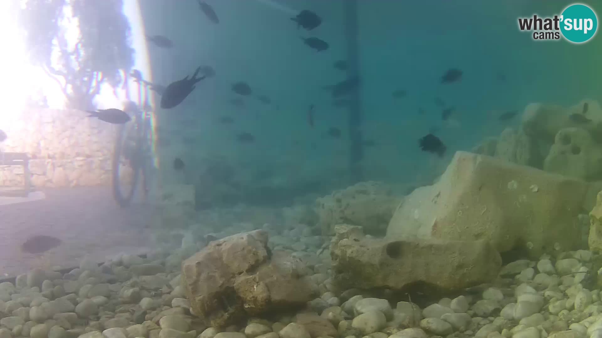Marine Aquarium im Freien Rogoznica webcam Kroatien
