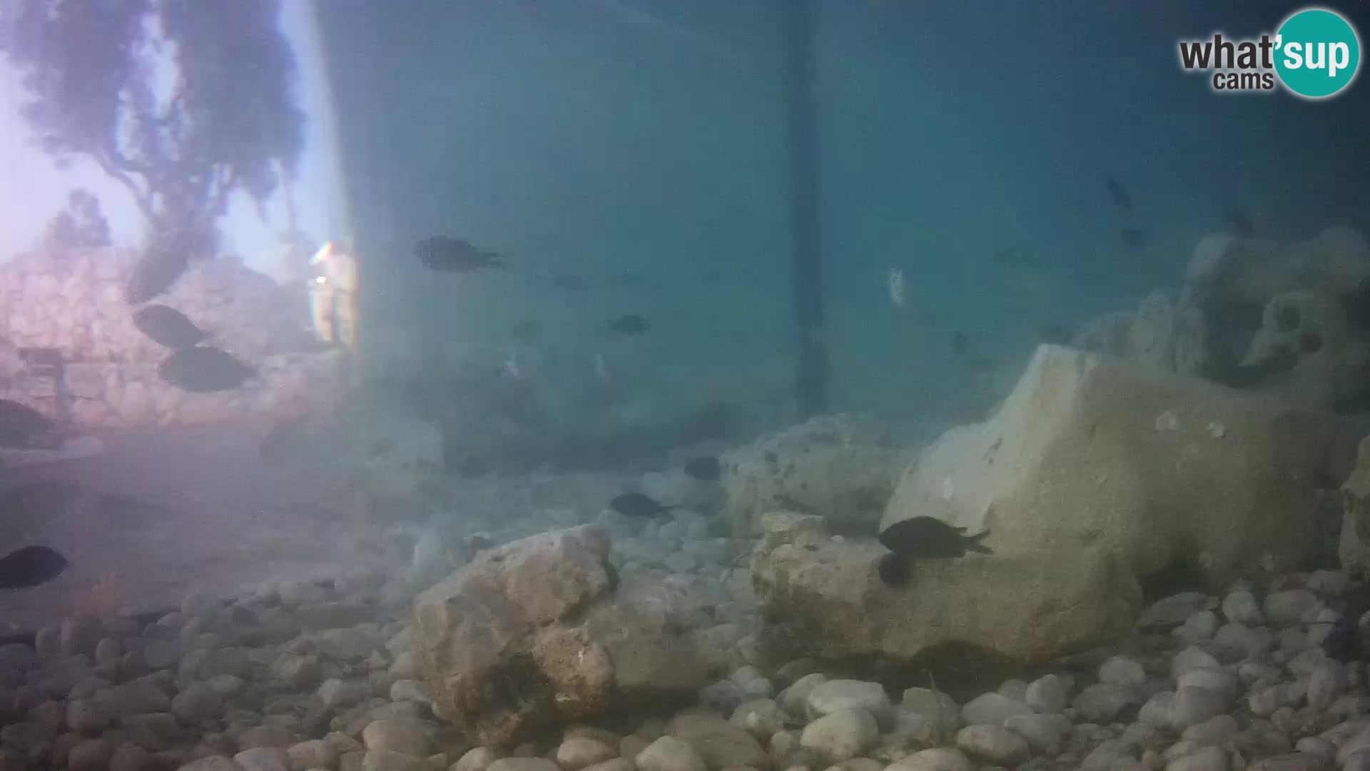 Aquario marino esterno –  Rogoznica livecam Croazia