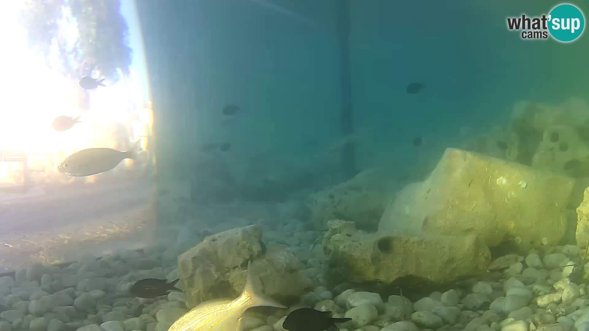 Webcam de l’aquarium marin extérieur de Rogoznica Croatie