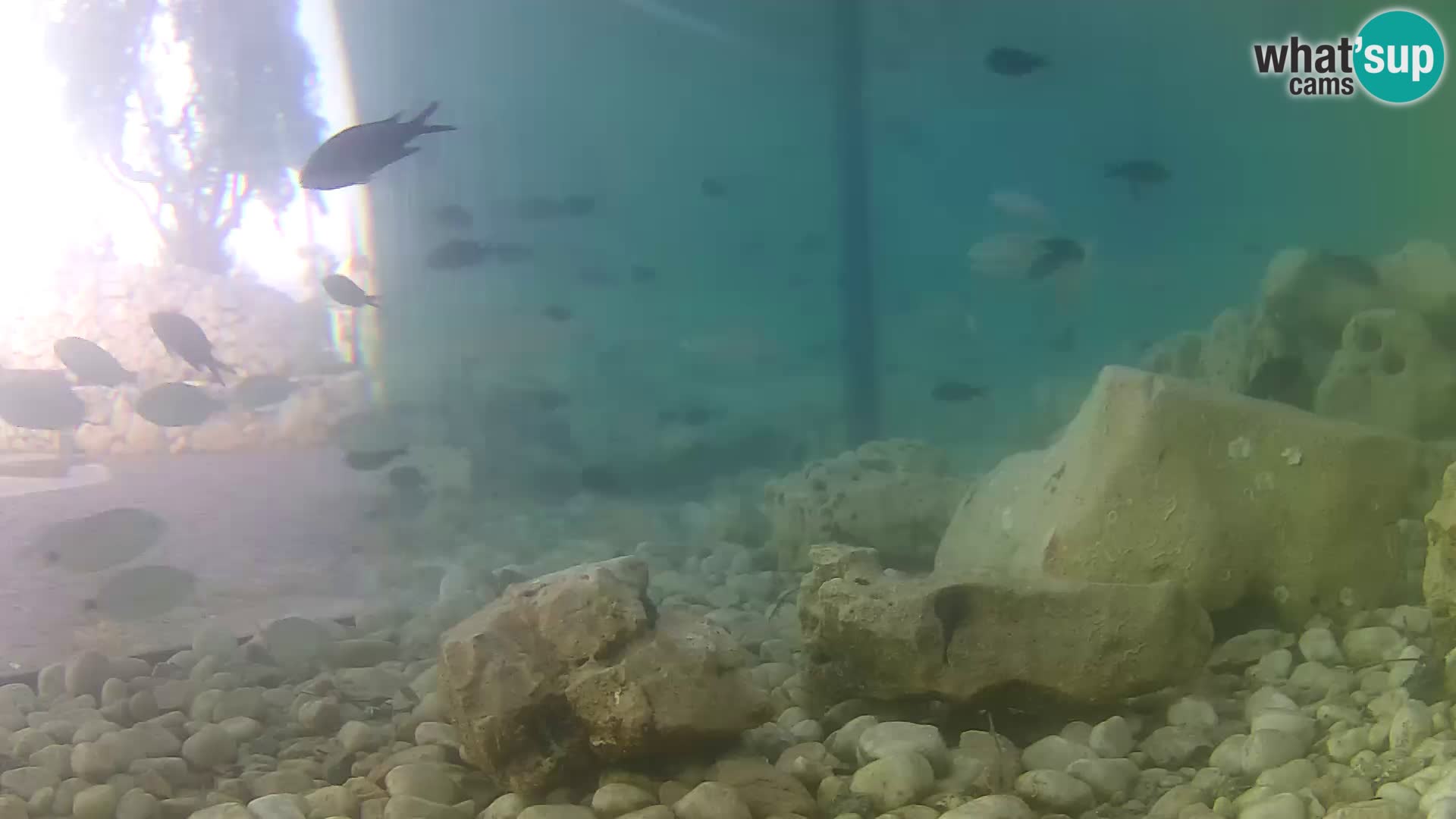 Zunanji morski akvarij Rogoznica spletna kamera Hrvaška