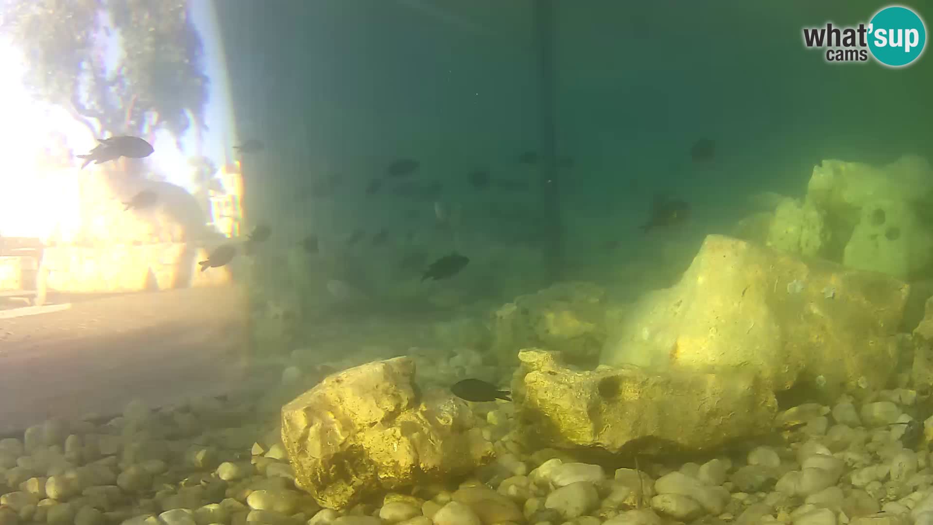 Marine Aquarium im Freien Rogoznica webcam Kroatien