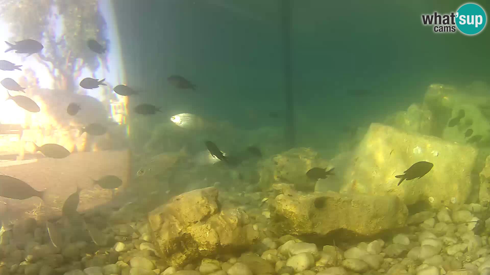 Acuario marino al aire libre Rogoznica webcam Croacia