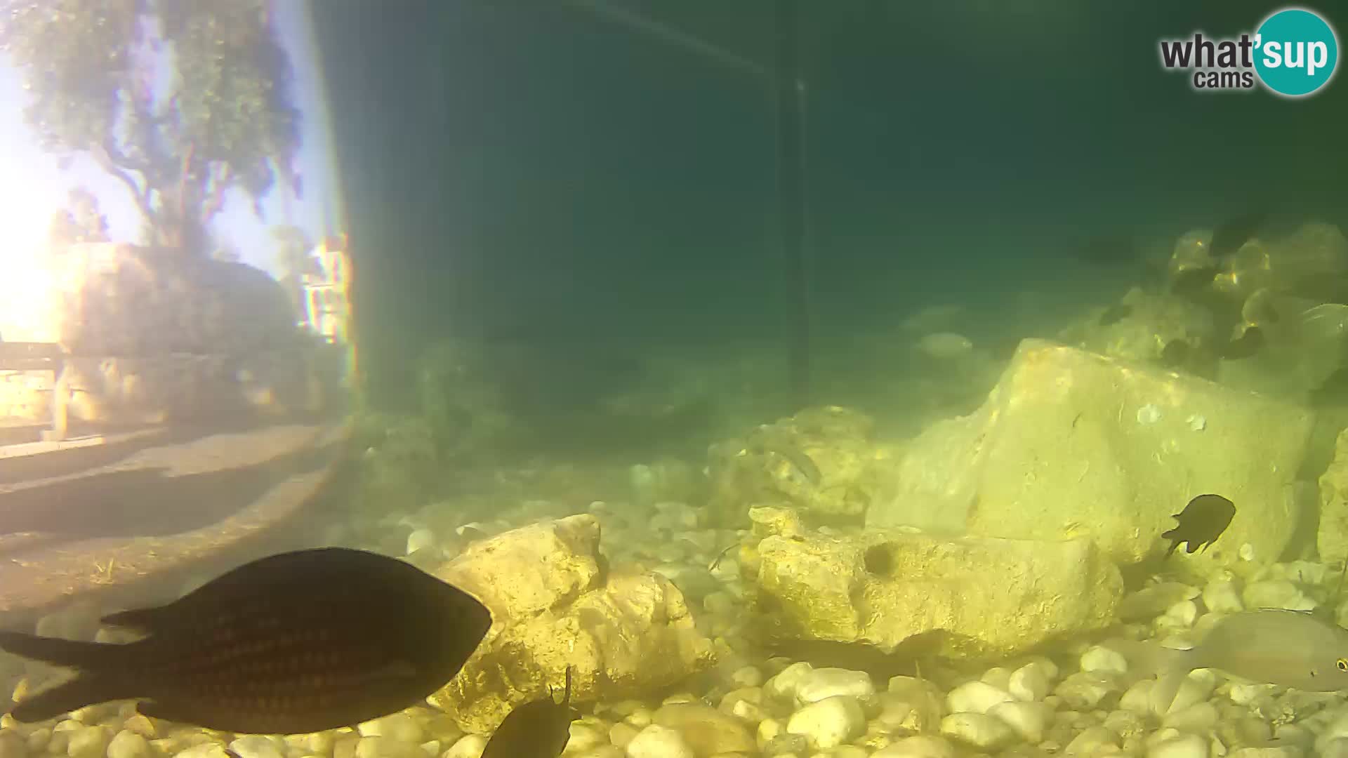Outdoor Marine Aquarium Rogoznica webcam Croatia