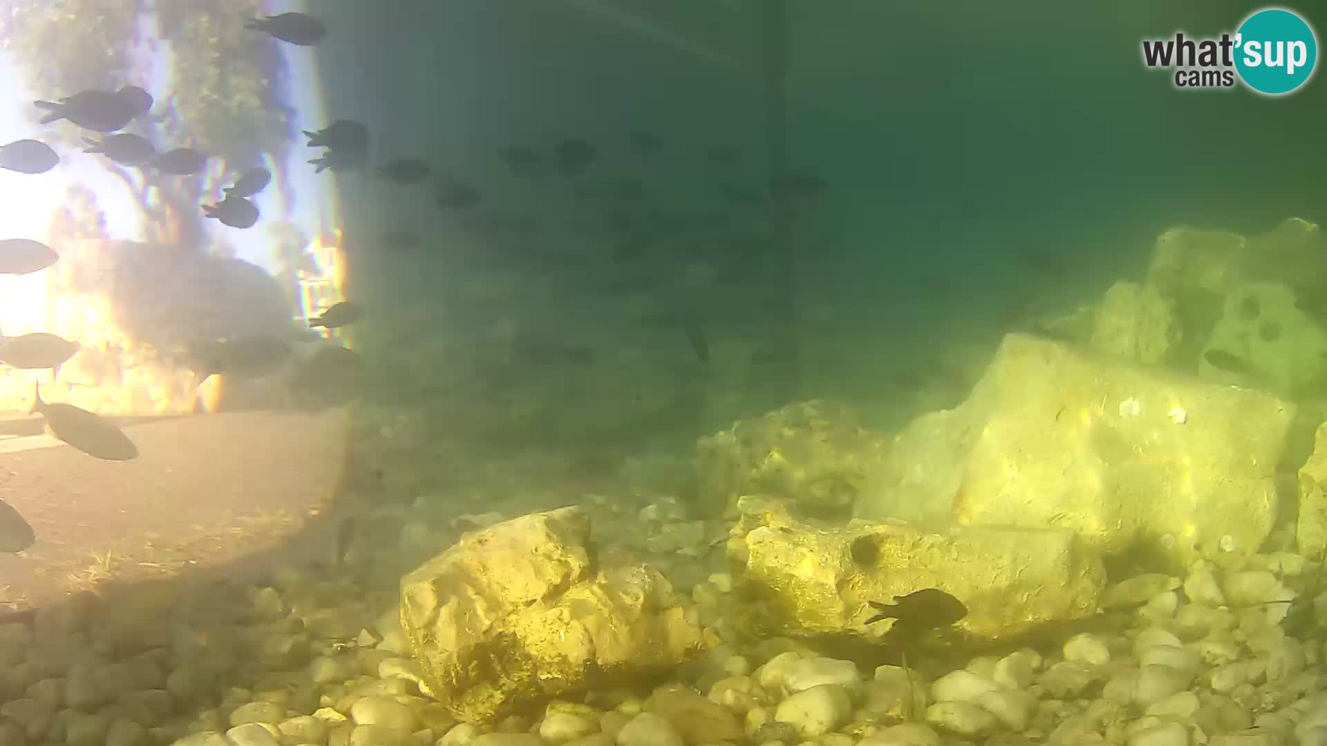 Acuario marino al aire libre Rogoznica webcam Croacia