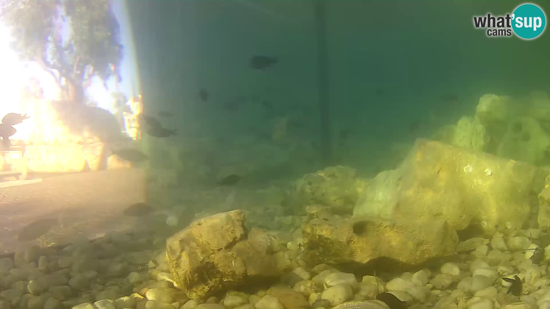 Outdoor Marine Aquarium Rogoznica webcam Croatia