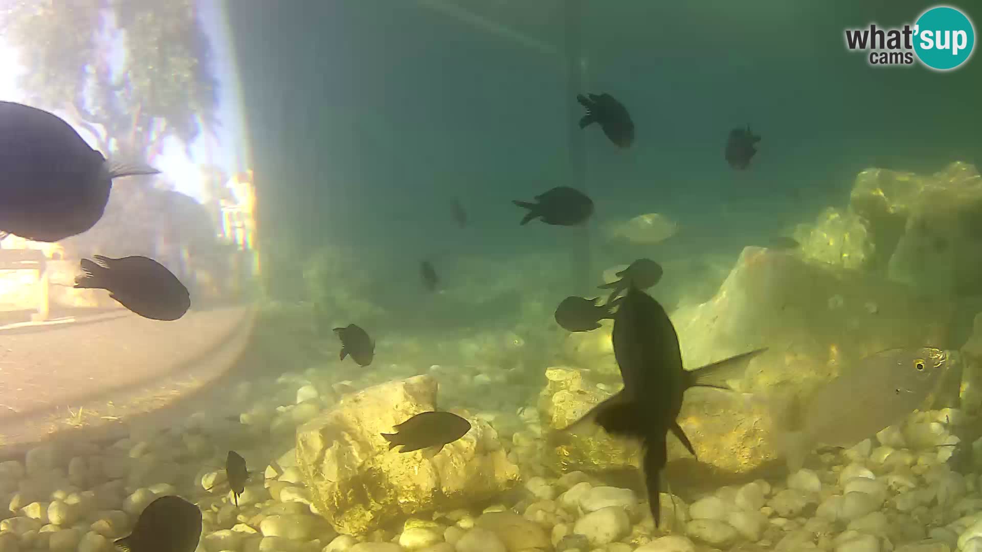 Acuario marino al aire libre Rogoznica webcam Croacia