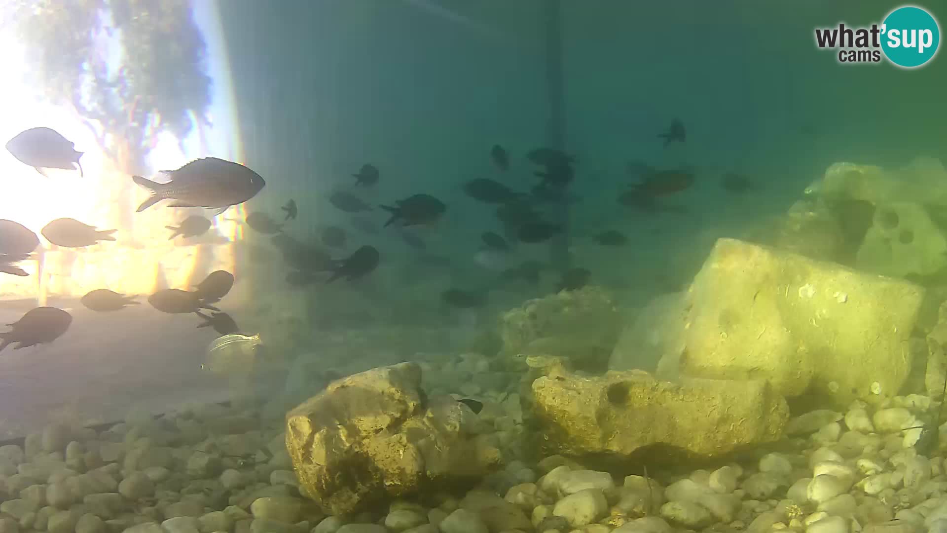 Aquario marino esterno –  Rogoznica livecam Croazia