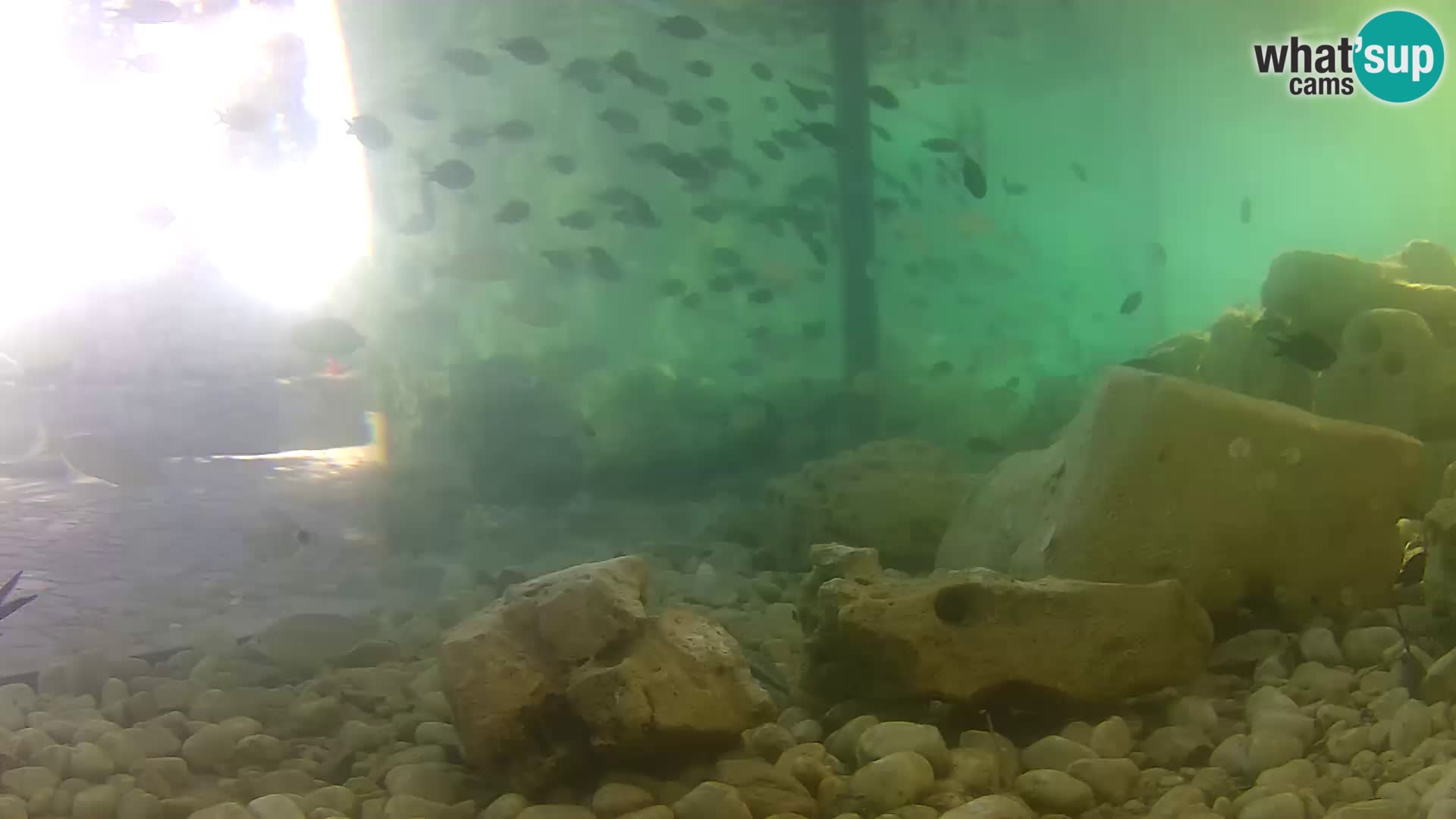 Outdoor Marine Aquarium Rogoznica webcam Croatia