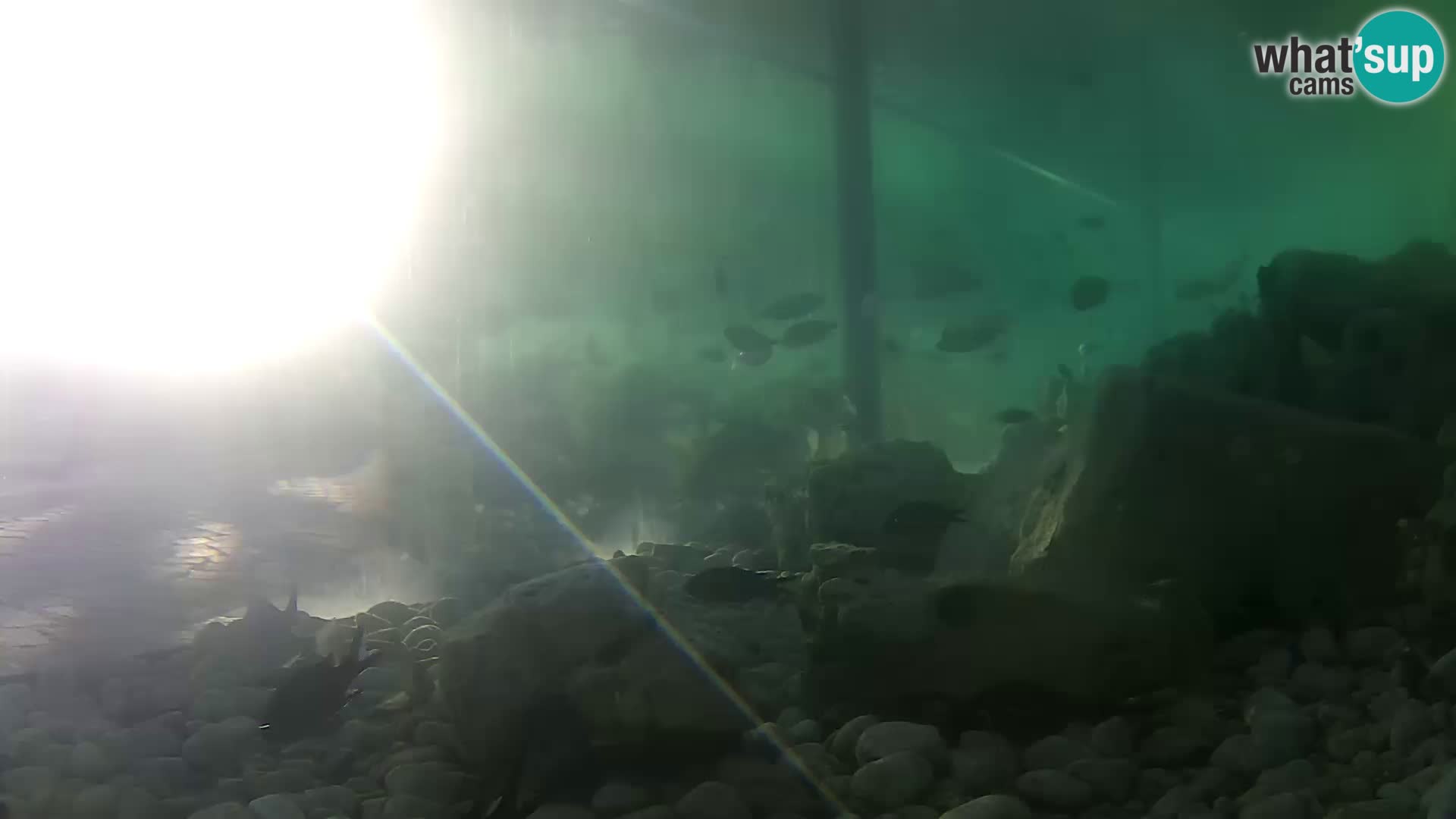 Acuario marino al aire libre Rogoznica webcam Croacia