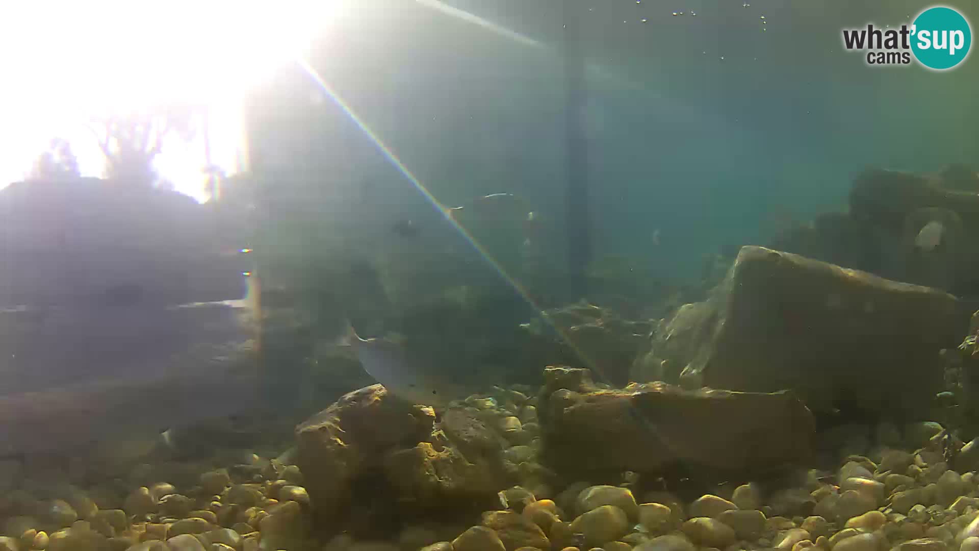 Webcam de l’aquarium marin extérieur de Rogoznica Croatie