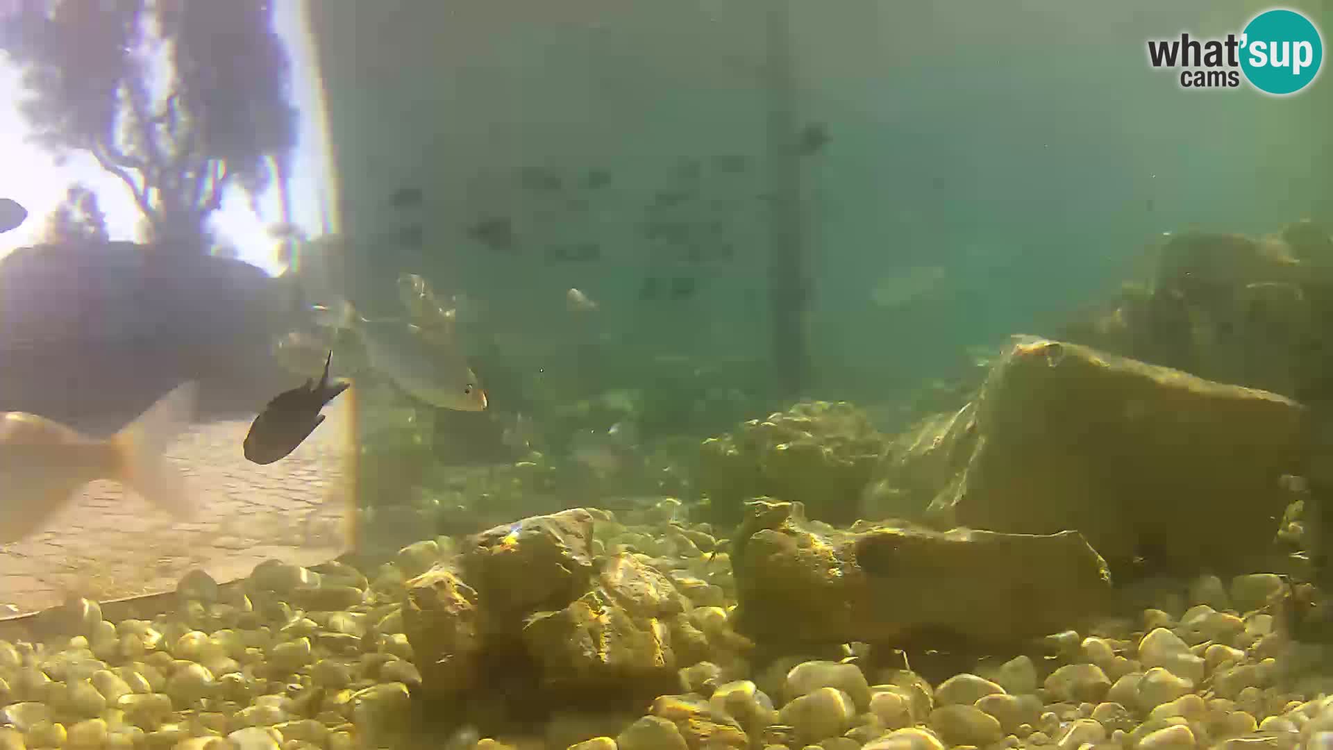 Webcam de l’aquarium marin extérieur de Rogoznica Croatie