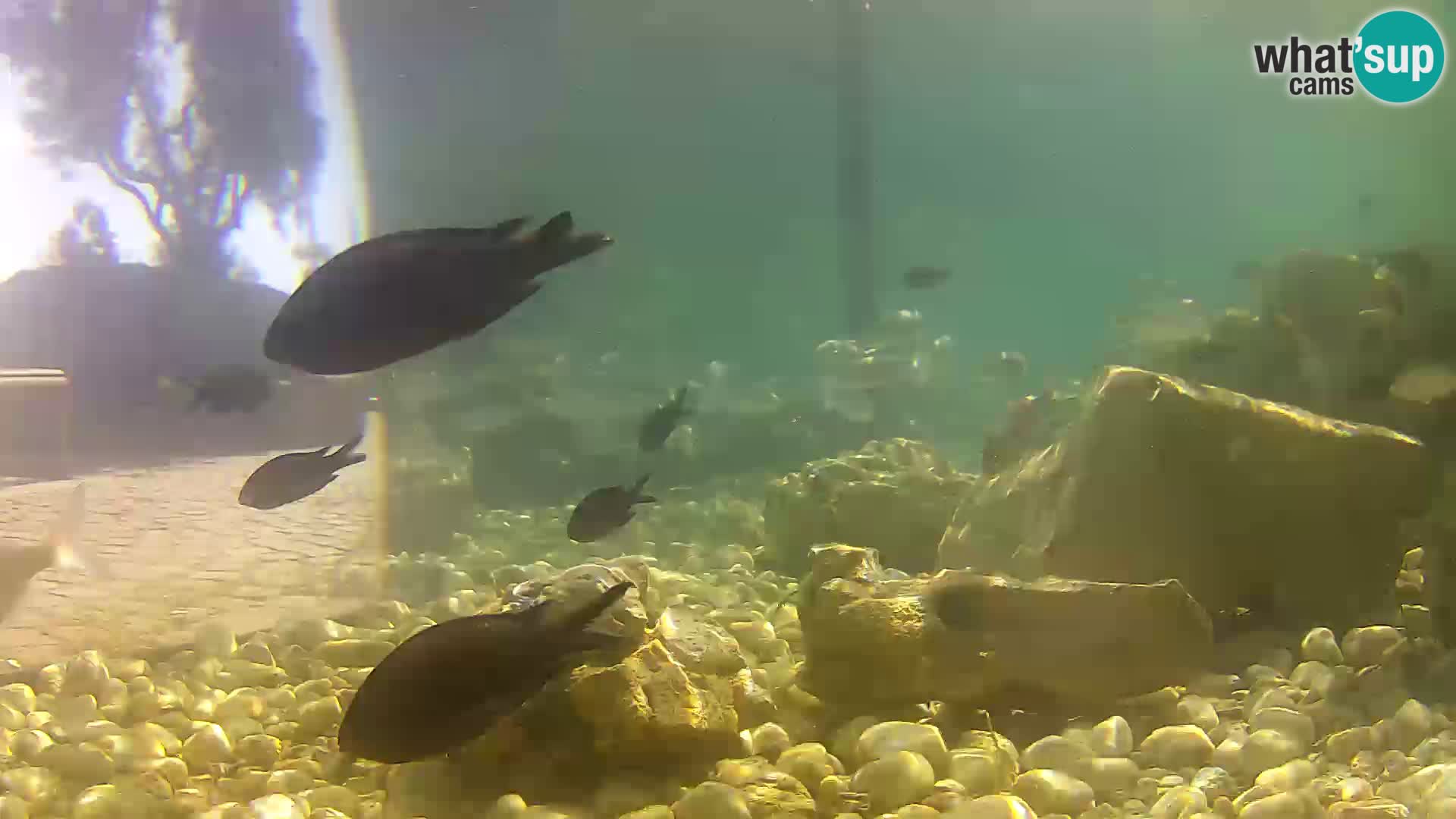 Aquario marino esterno –  Rogoznica livecam Croazia