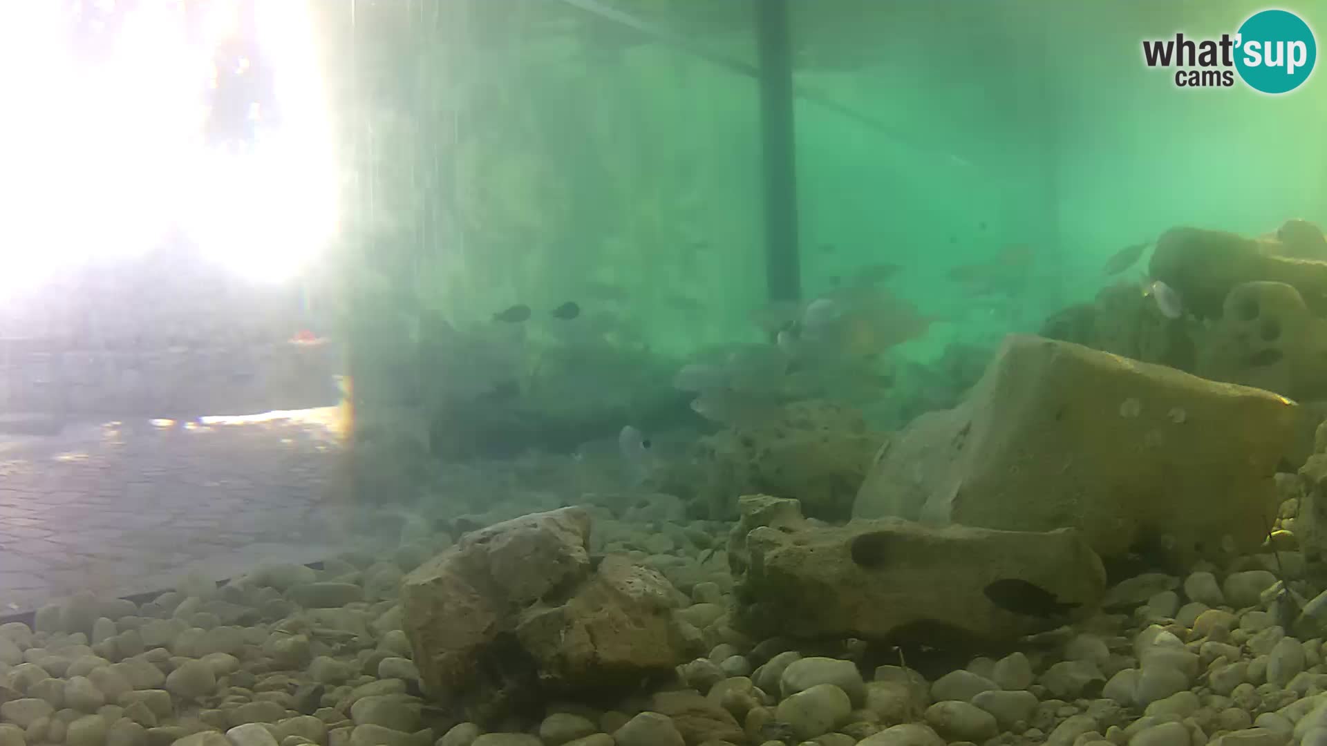 Aquario marino esterno –  Rogoznica livecam Croazia