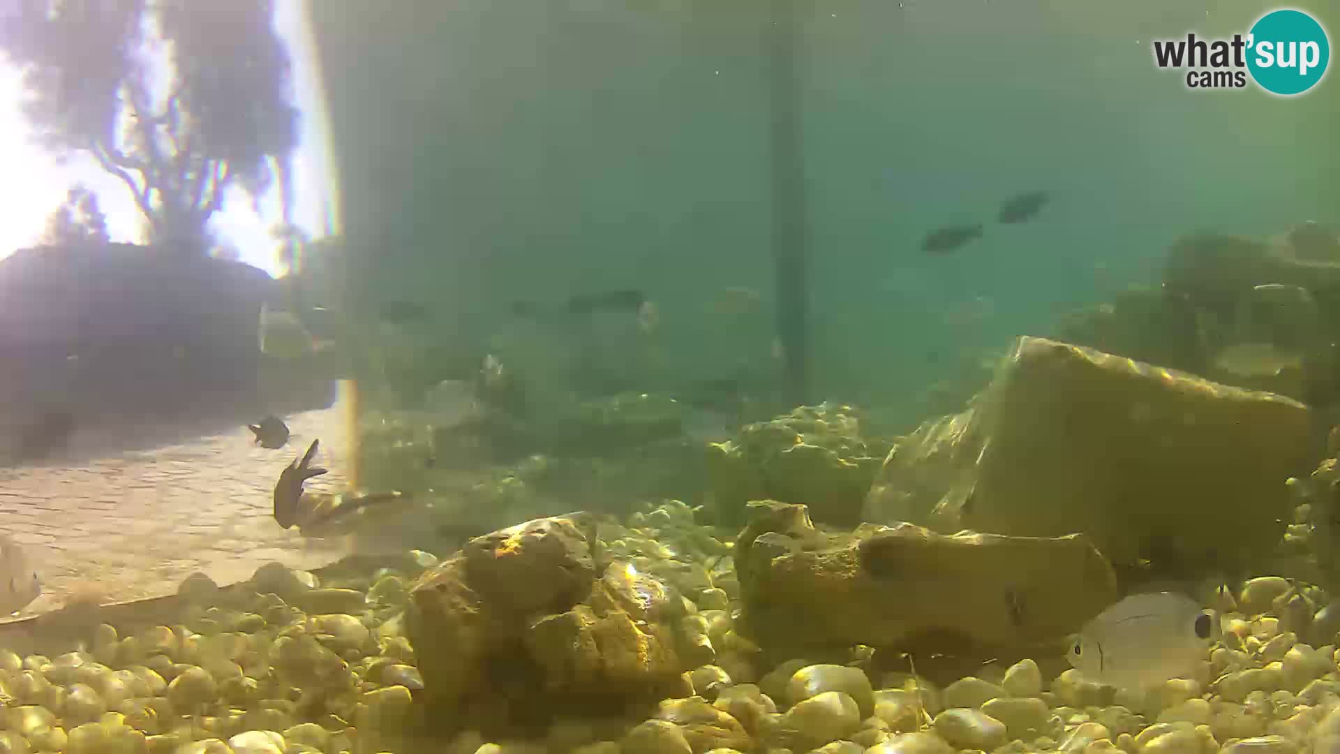 Outdoor Marine Aquarium Rogoznica webcam Croatia