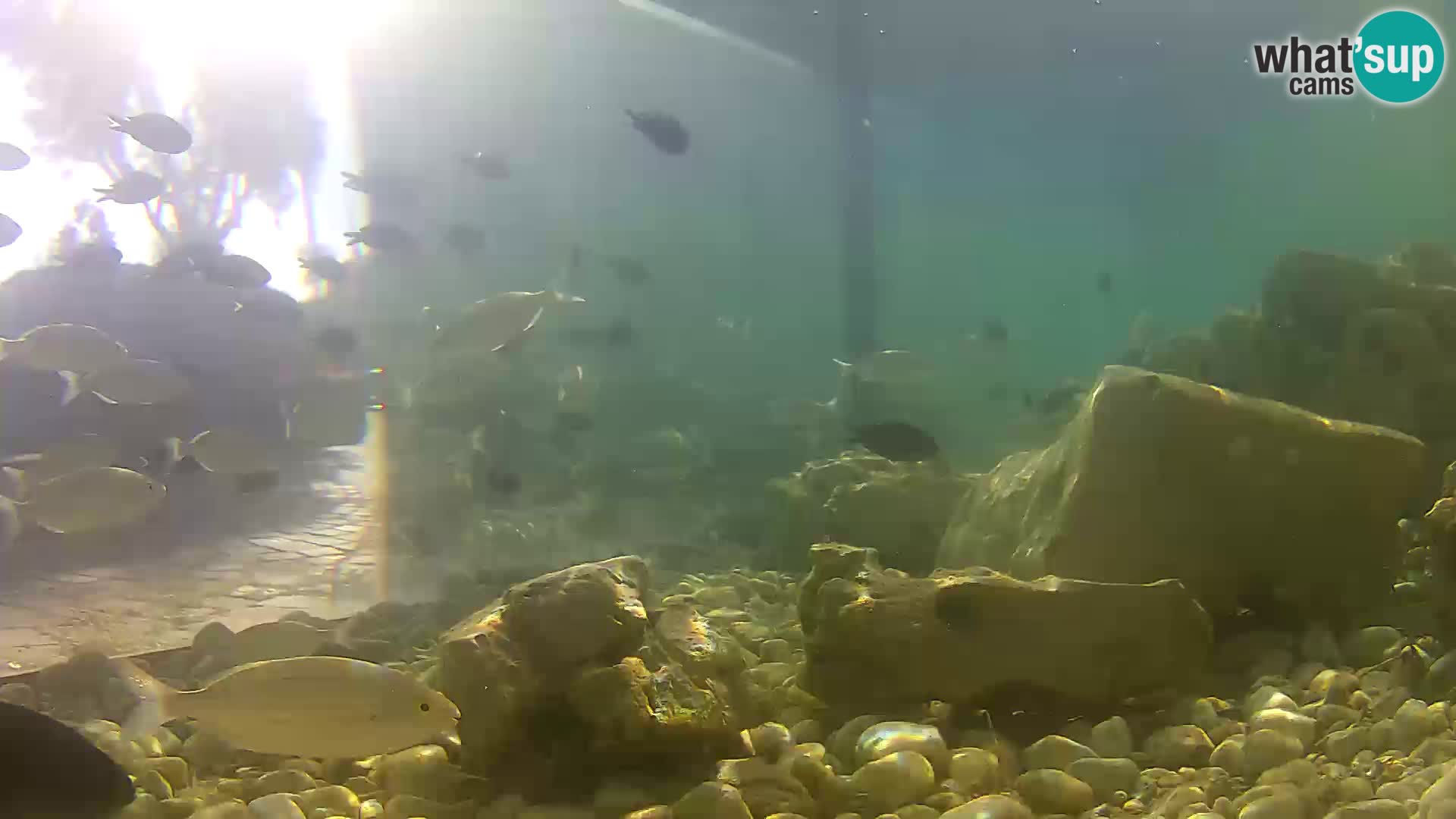 Webcam de l’aquarium marin extérieur de Rogoznica Croatie