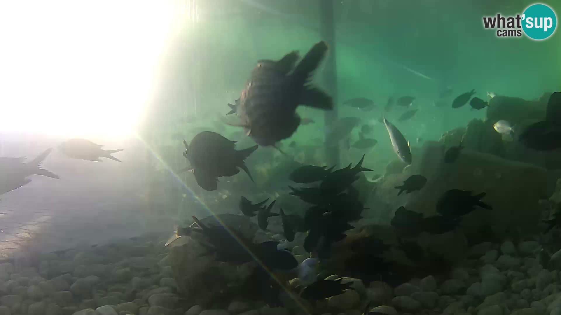 Marine Aquarium im Freien Rogoznica webcam Kroatien
